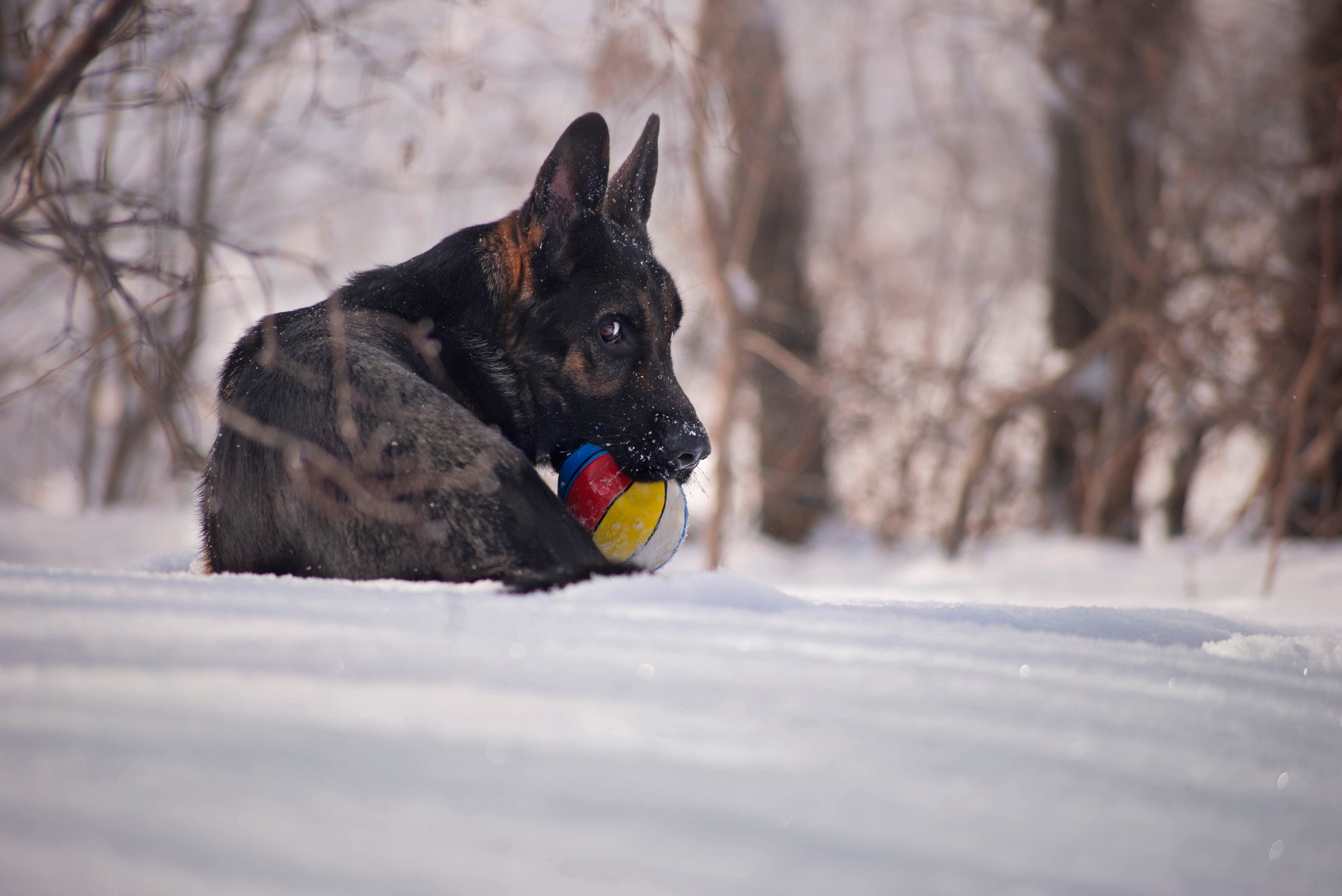 Зевс, Рика и Катя. Фотограф — анималист Саратов/Москва|Плужникова Юлия