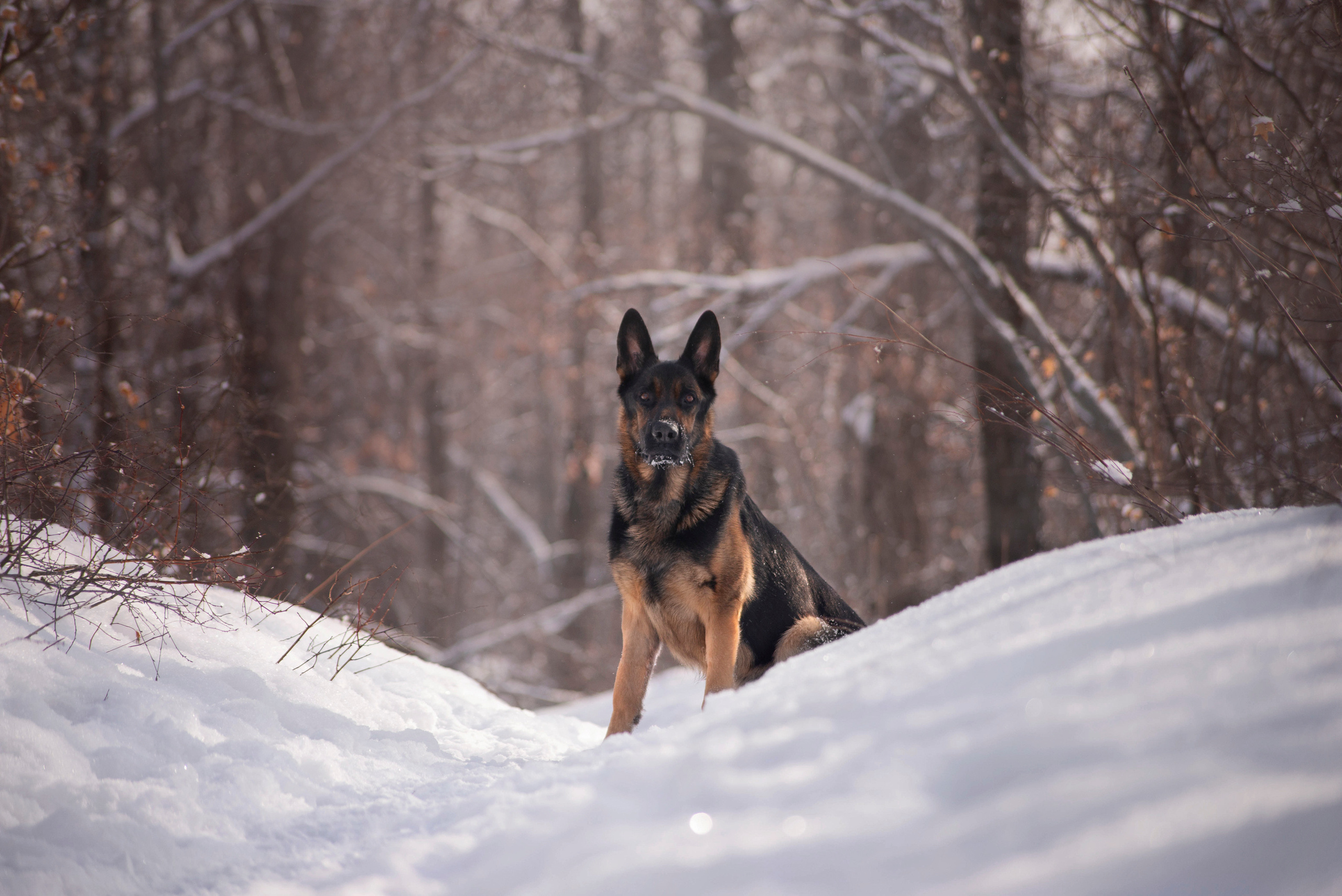 Зевс, Рика и Катя. Фотограф — анималист Саратов/Москва|Плужникова Юлия