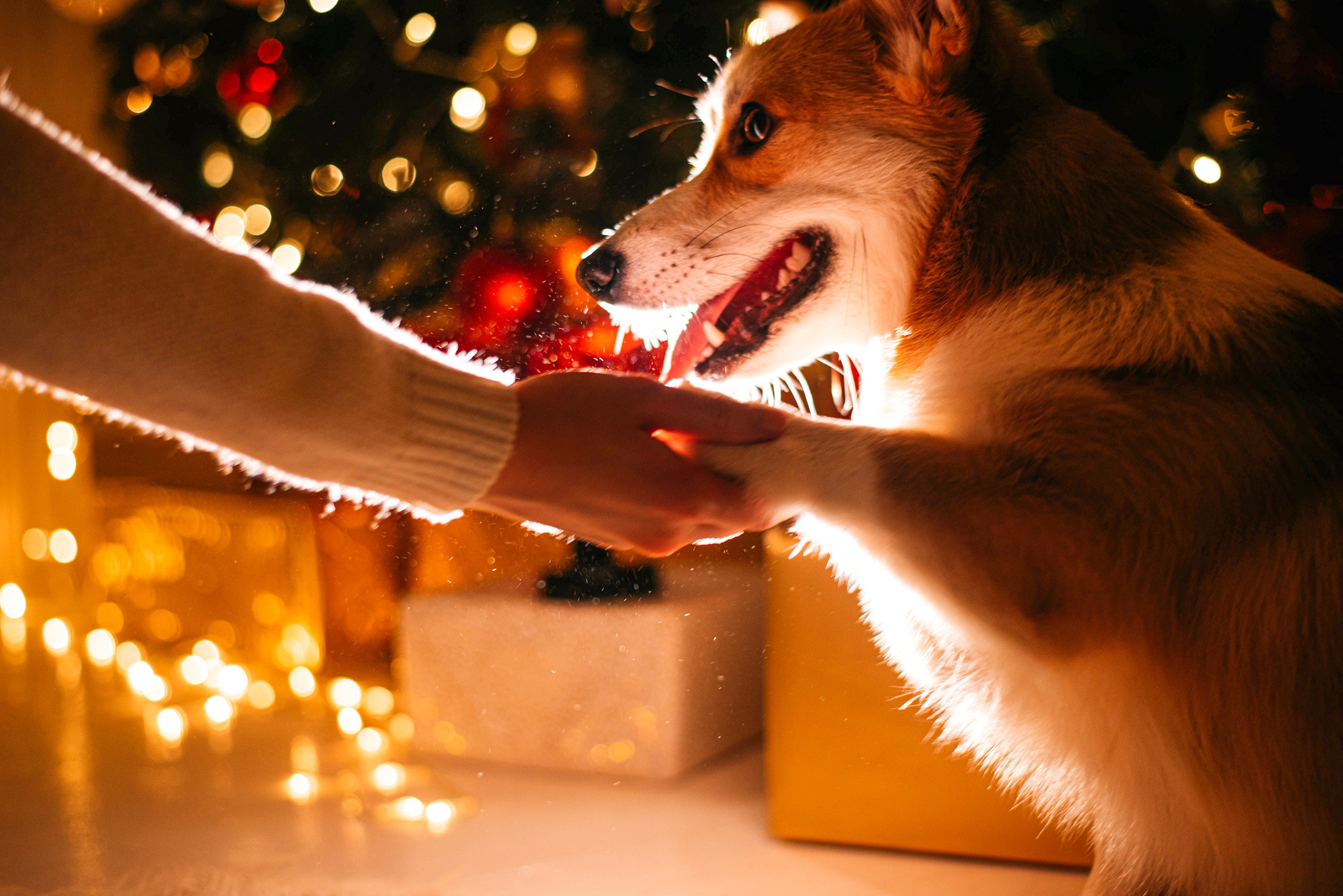 Корги Ежа и ее чудесная семья. Фотограф — анималист Саратов/Москва|Плужникова Юлия