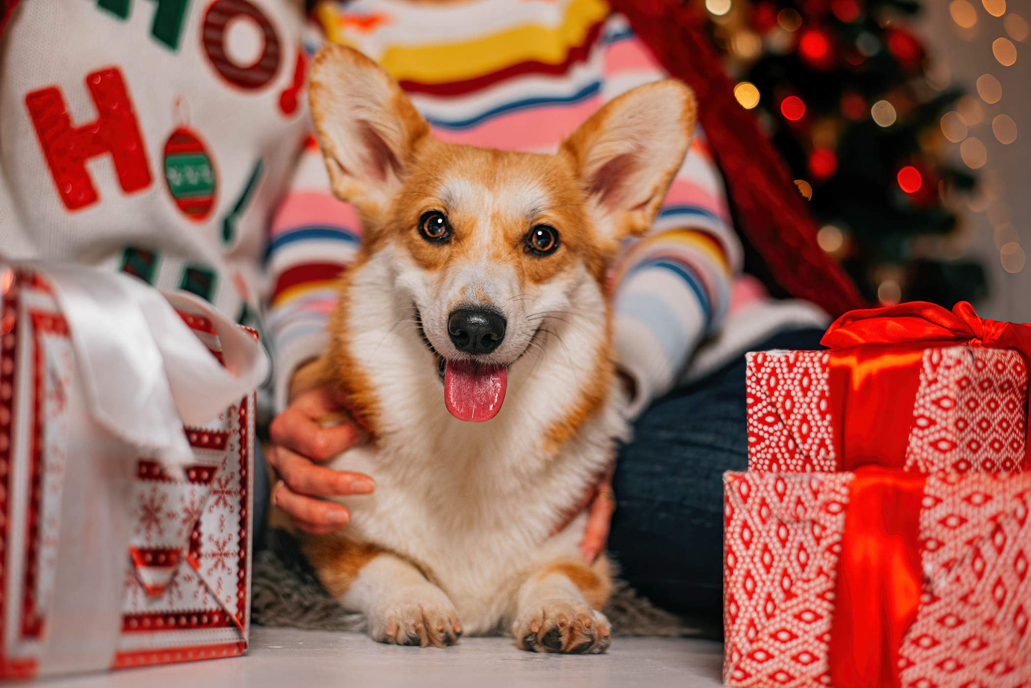 Корги Ежа и ее чудесная семья. Фотограф — анималист Саратов/Москва|Плужникова Юлия