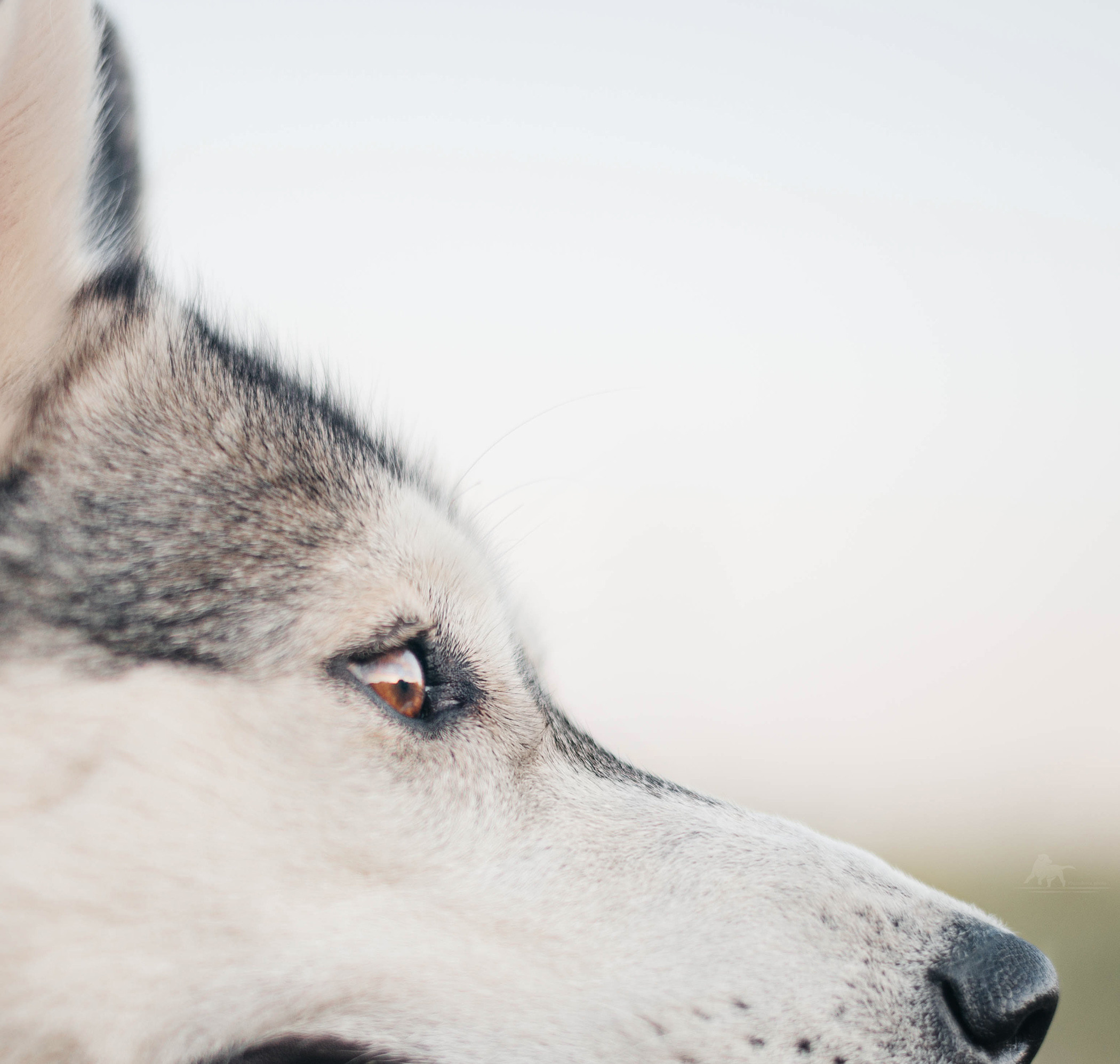 Хаски Грейс и Настя. Фотограф — анималист Саратов/Москва|Плужникова Юлия