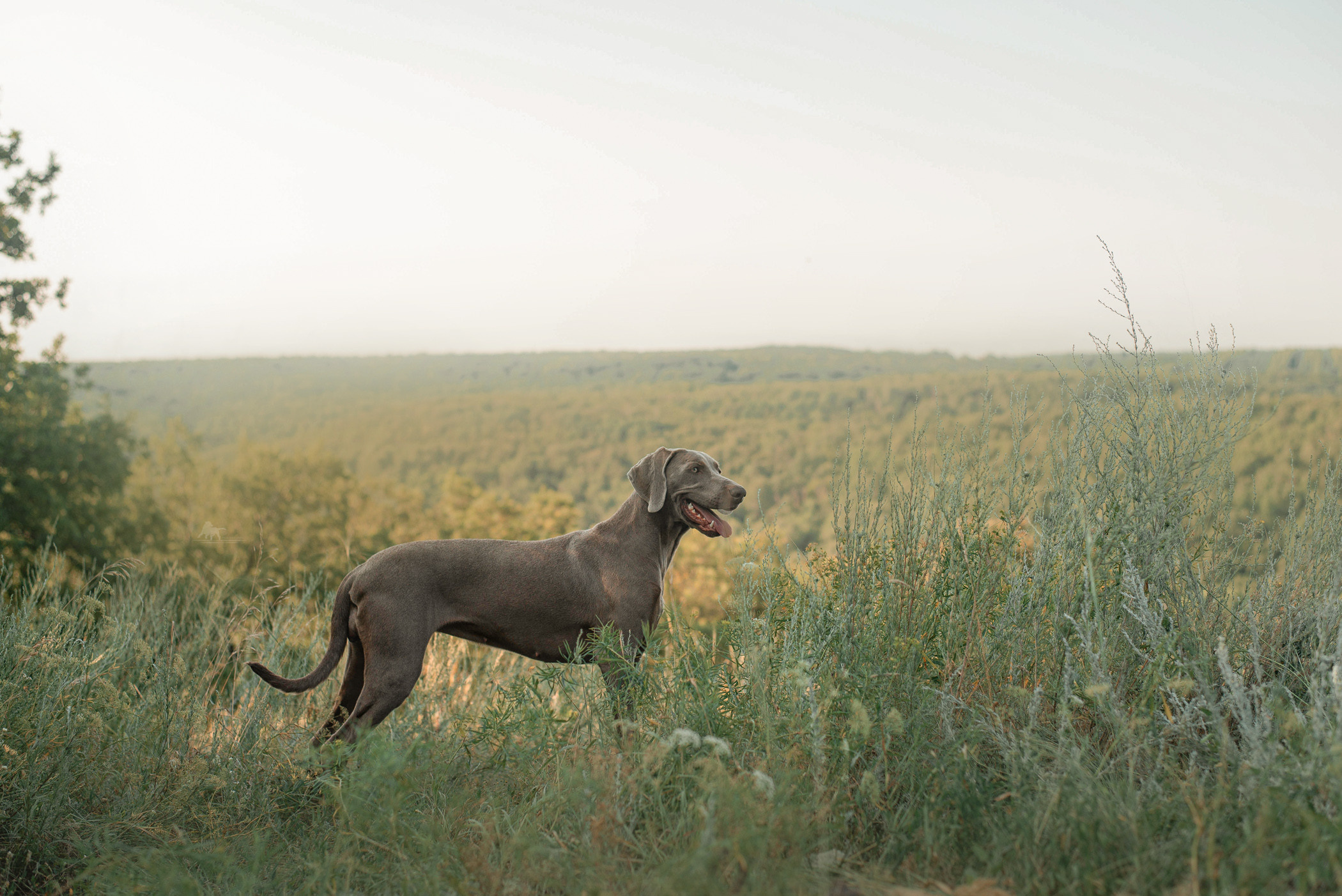 Веймарские легавые из питомника Plata El Viento и Изабелла. Фотограф — анималист Саратов/Москва|Плужникова Юлия