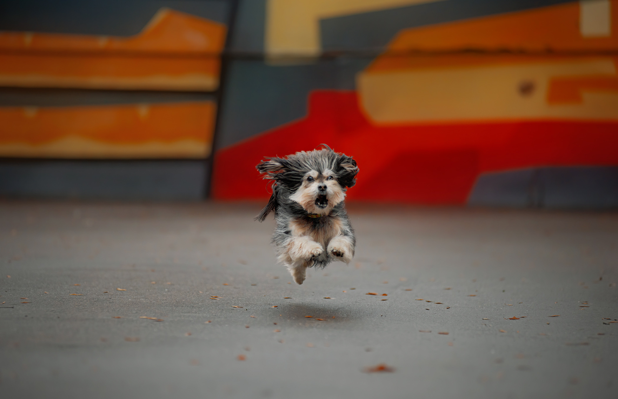 Фалькон и Сеня на флаконе. Фотограф — анималист Саратов/Москва|Плужникова Юлия