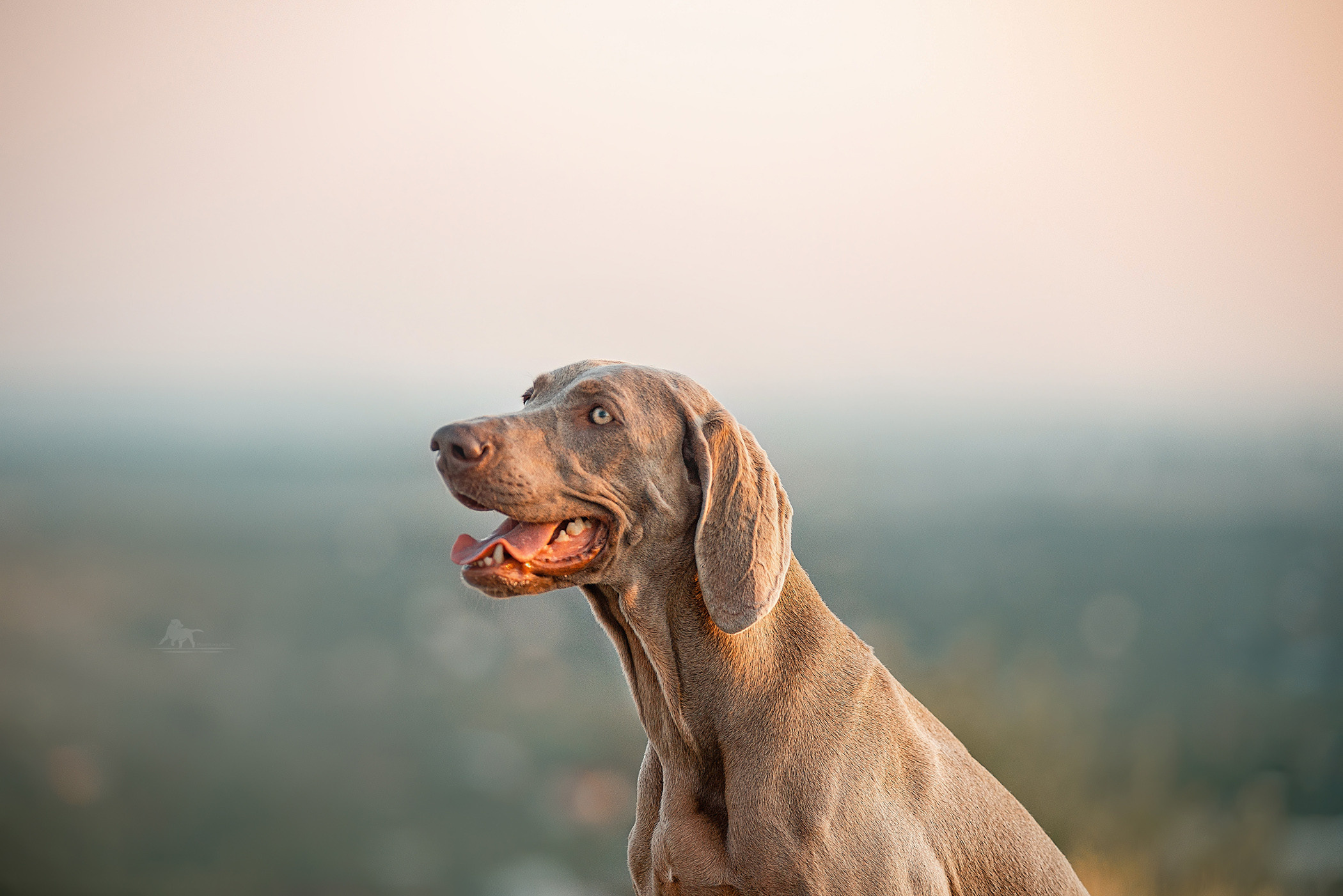 Веймарские легавые из питомника Plata El Viento и Изабелла. Фотограф — анималист Саратов/Москва|Плужникова Юлия