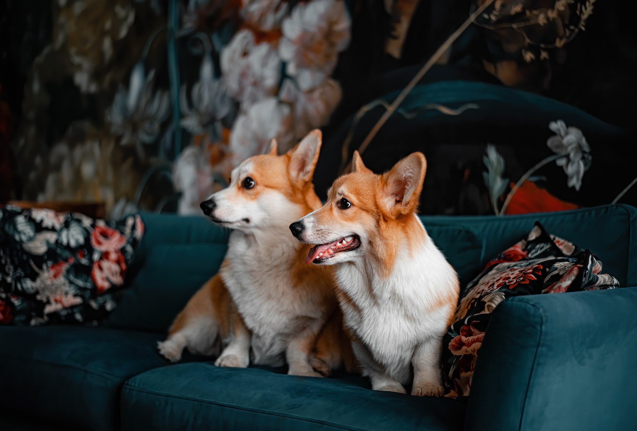 Марина и ее чудесные корги Тор и Парнас. Фотограф — анималист Саратов/Москва|Плужникова Юлия