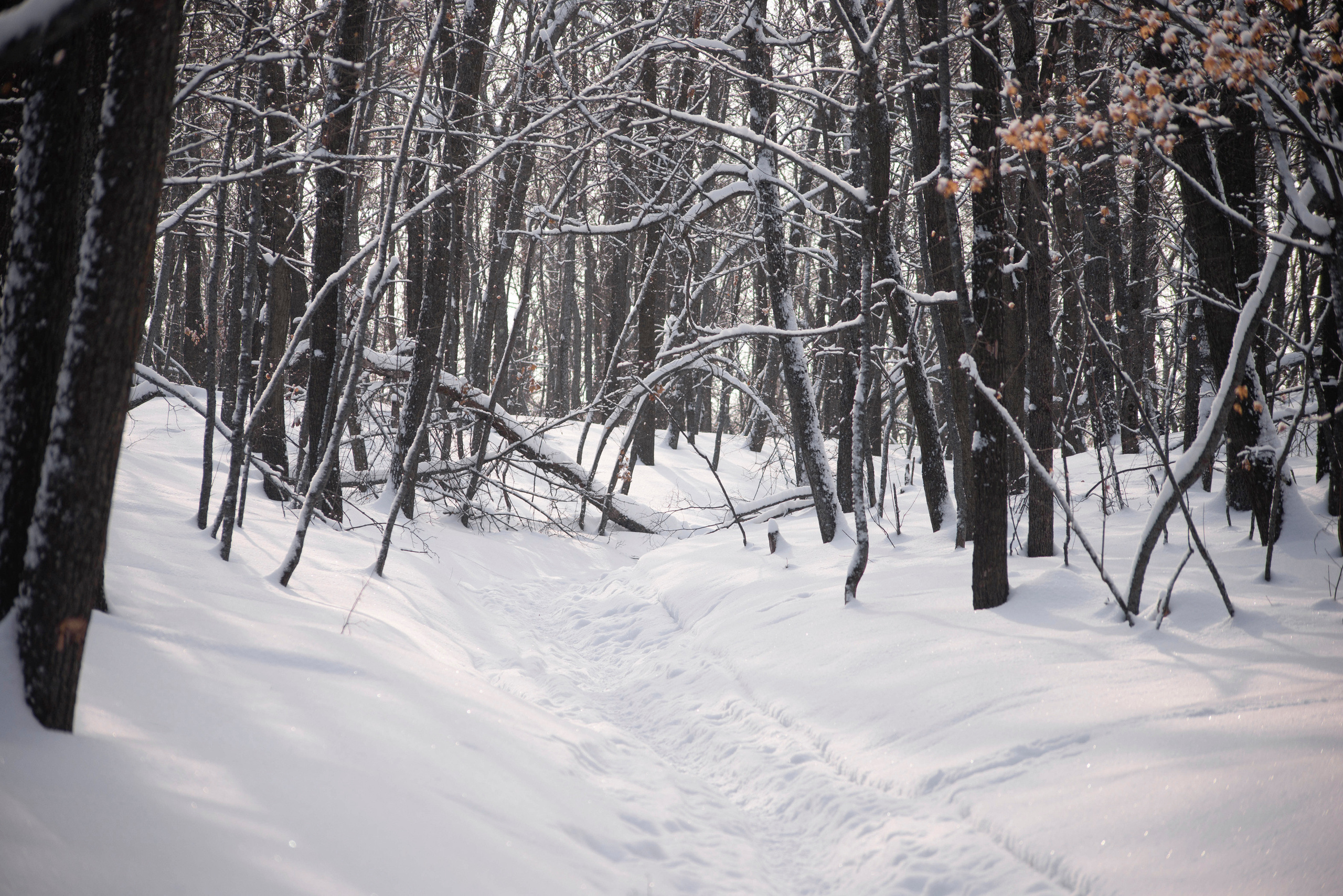 Зевс, Рика и Катя. Фотограф — анималист Саратов/Москва|Плужникова Юлия