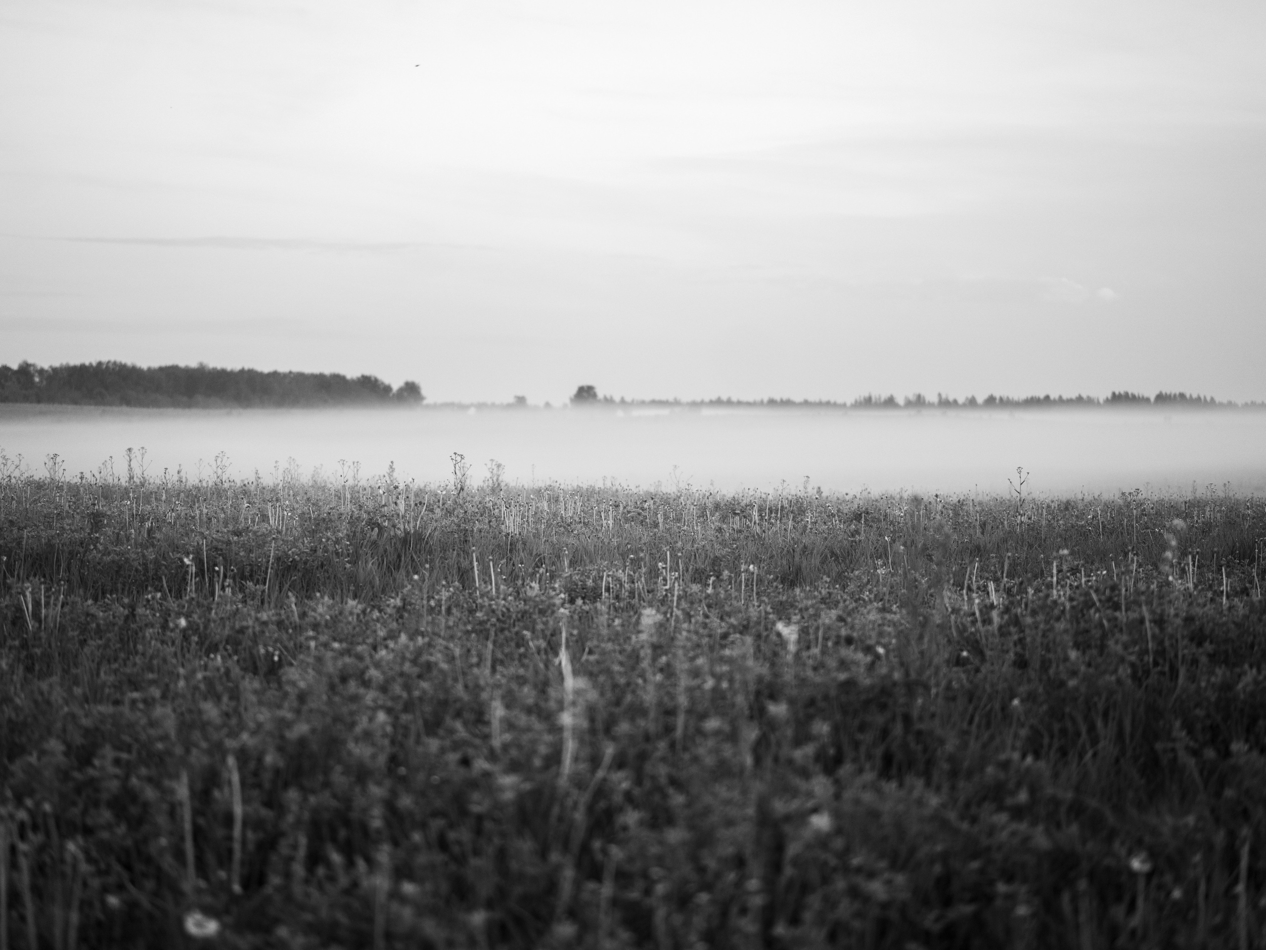 Природа и животные. Творческий фотограф Ирина Баландина.  Санкт-Петербург, Мурманск
