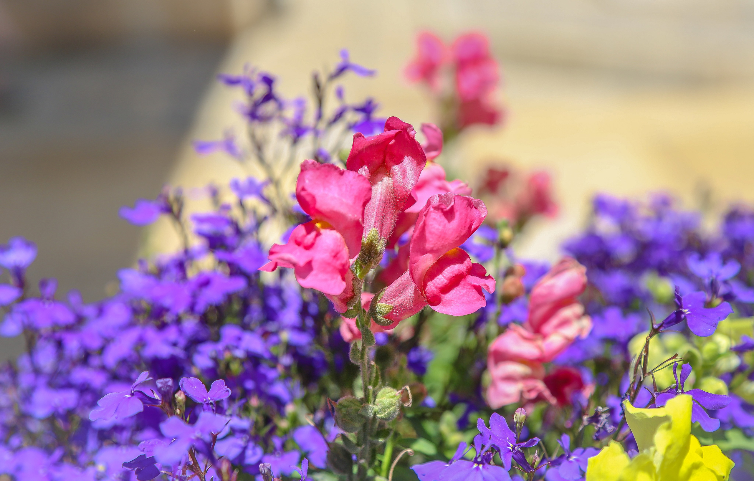 Палестина: Вифлеем. Дарья Письменюк / Darya Leitstern — фотограф, музыкант, журналист, путешественник