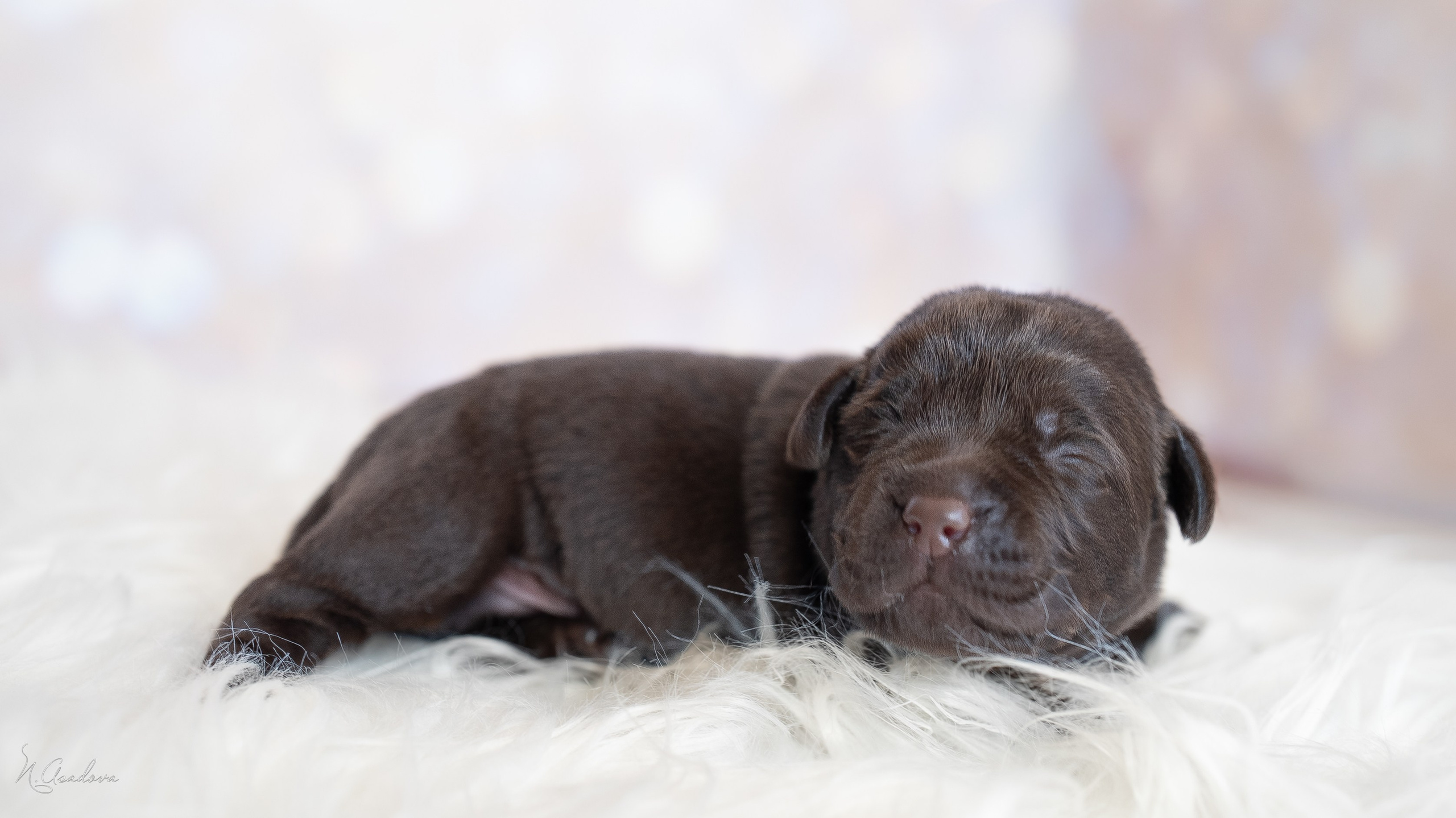 Новорожденные лабрадоры. Фотограф-анималист Асадова