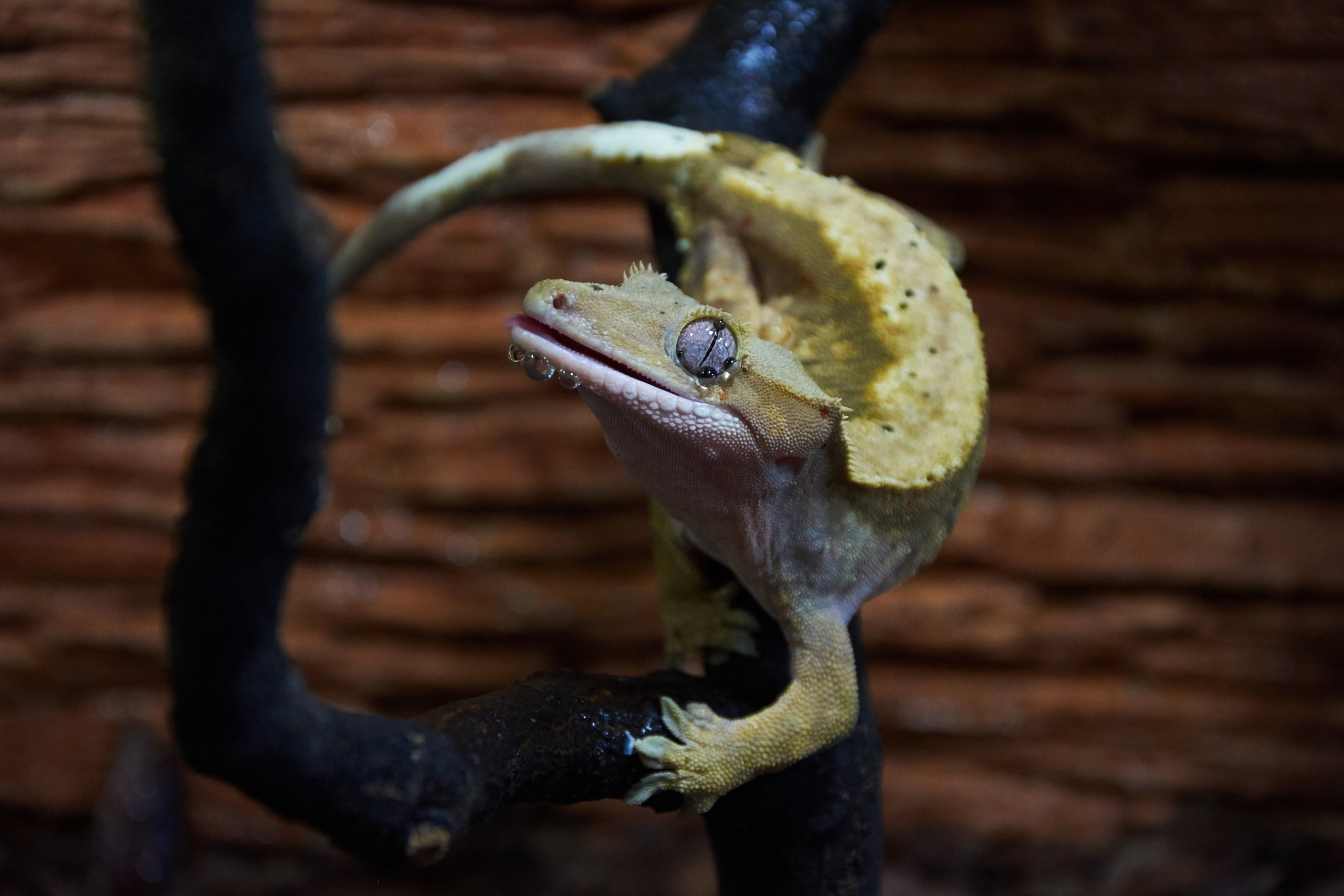 Ольга Чёкотова (Фотограф Кострома)