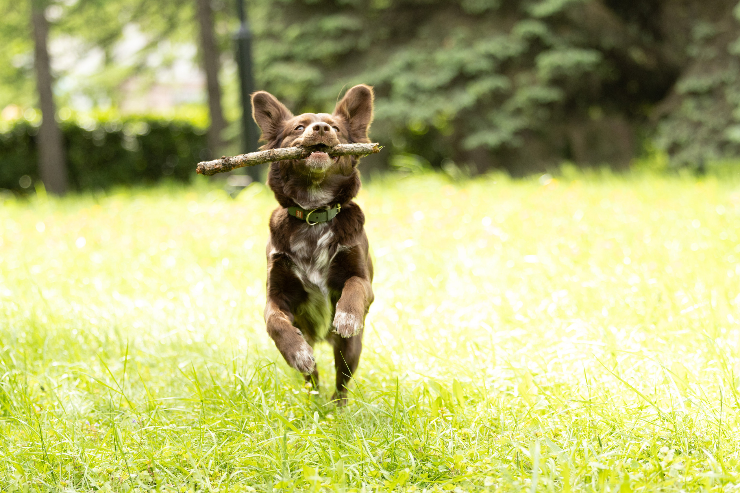Ваши фотографии. Фотограф анималист Осипчикова Мария