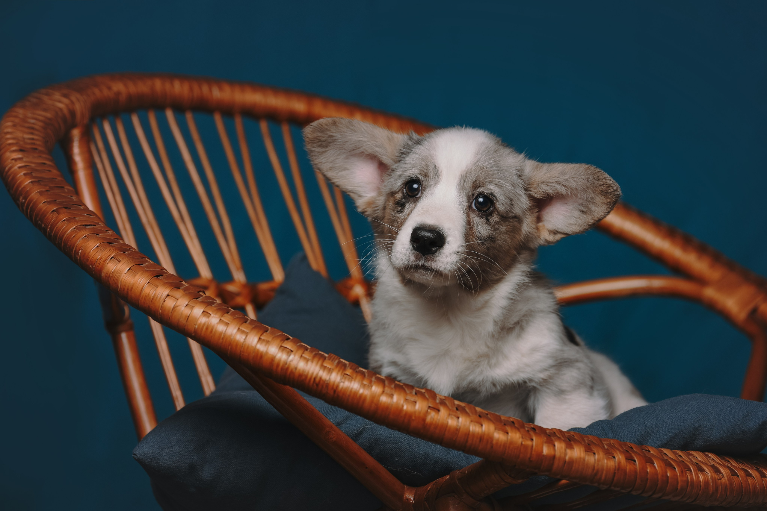 Щенки со студийным светом