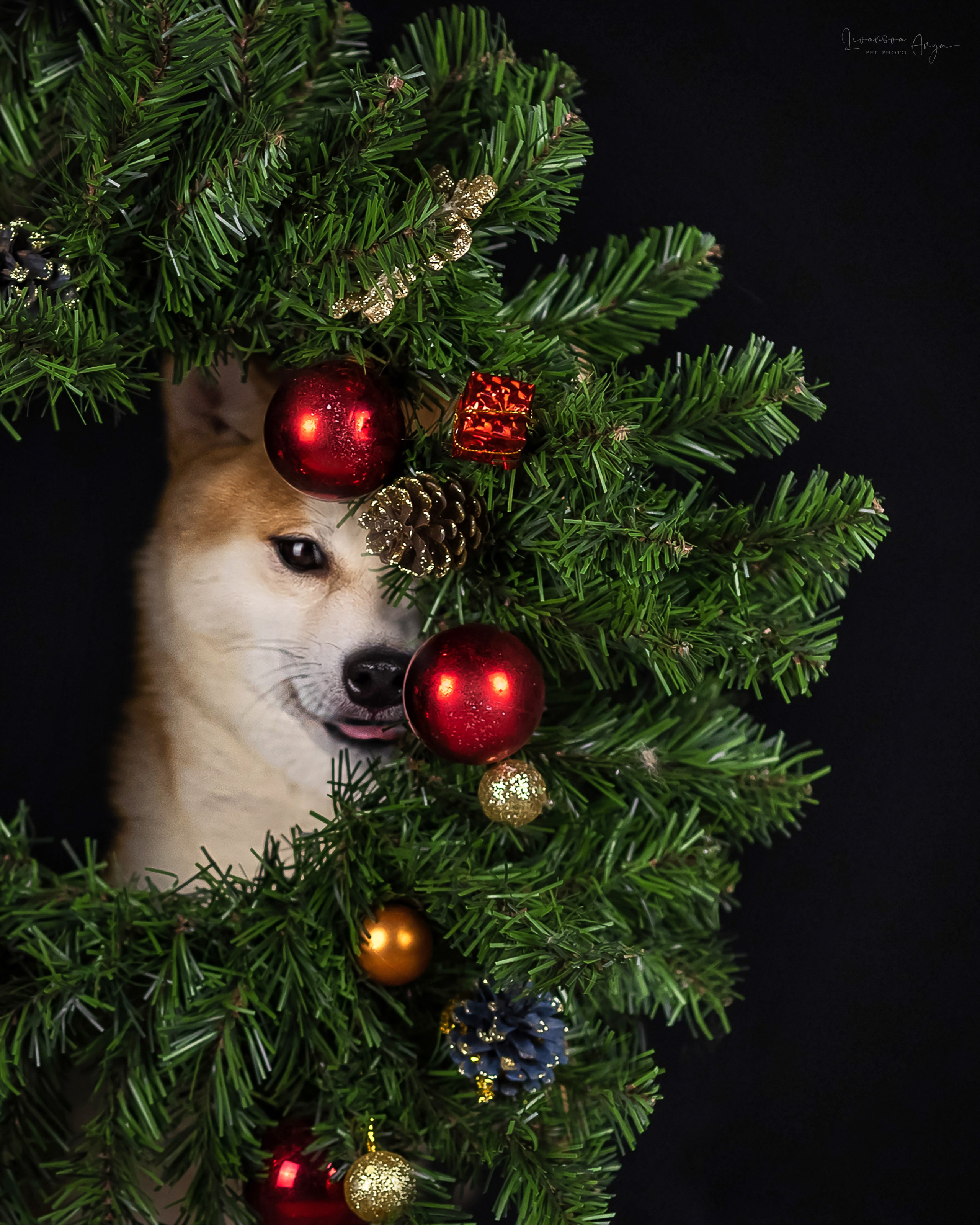 Фотодень_3 2025. Фотограф анималист Аня Ливанова | Рыбинск