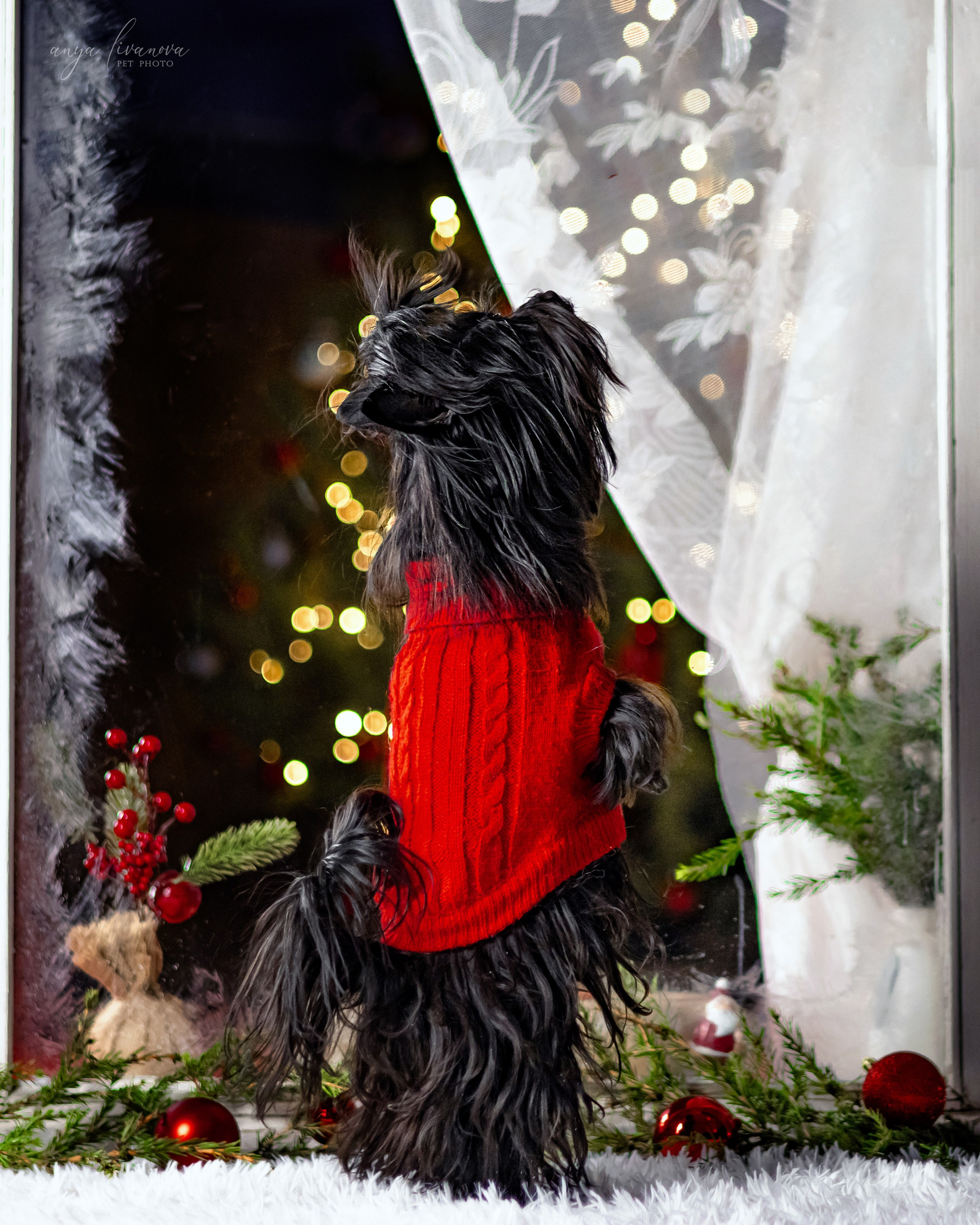 Окошко. Фотограф анималист Аня Ливанова | Рыбинск