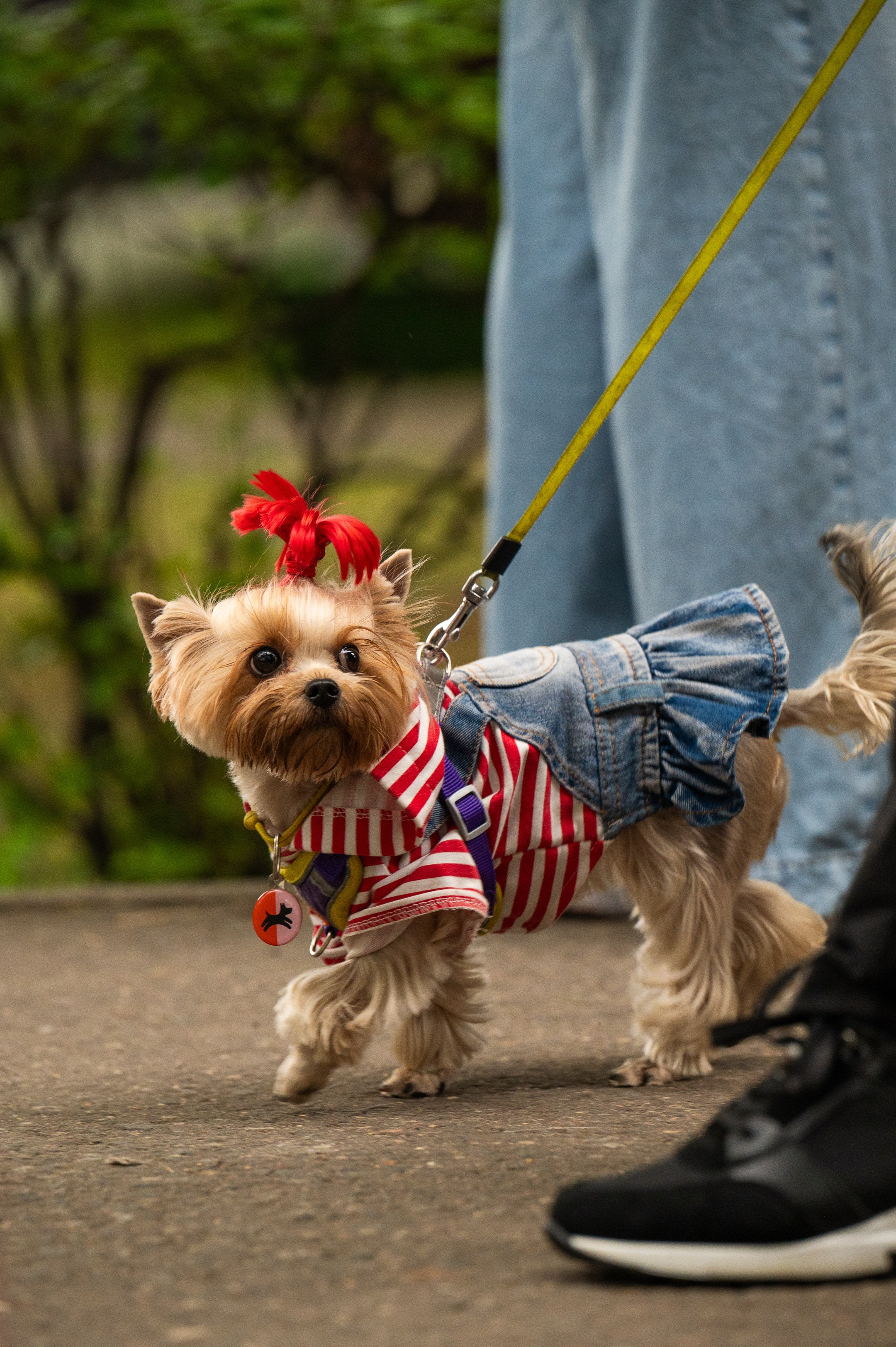 4lapy fest 2025. Photographer in Moscow Anna Chistiakova