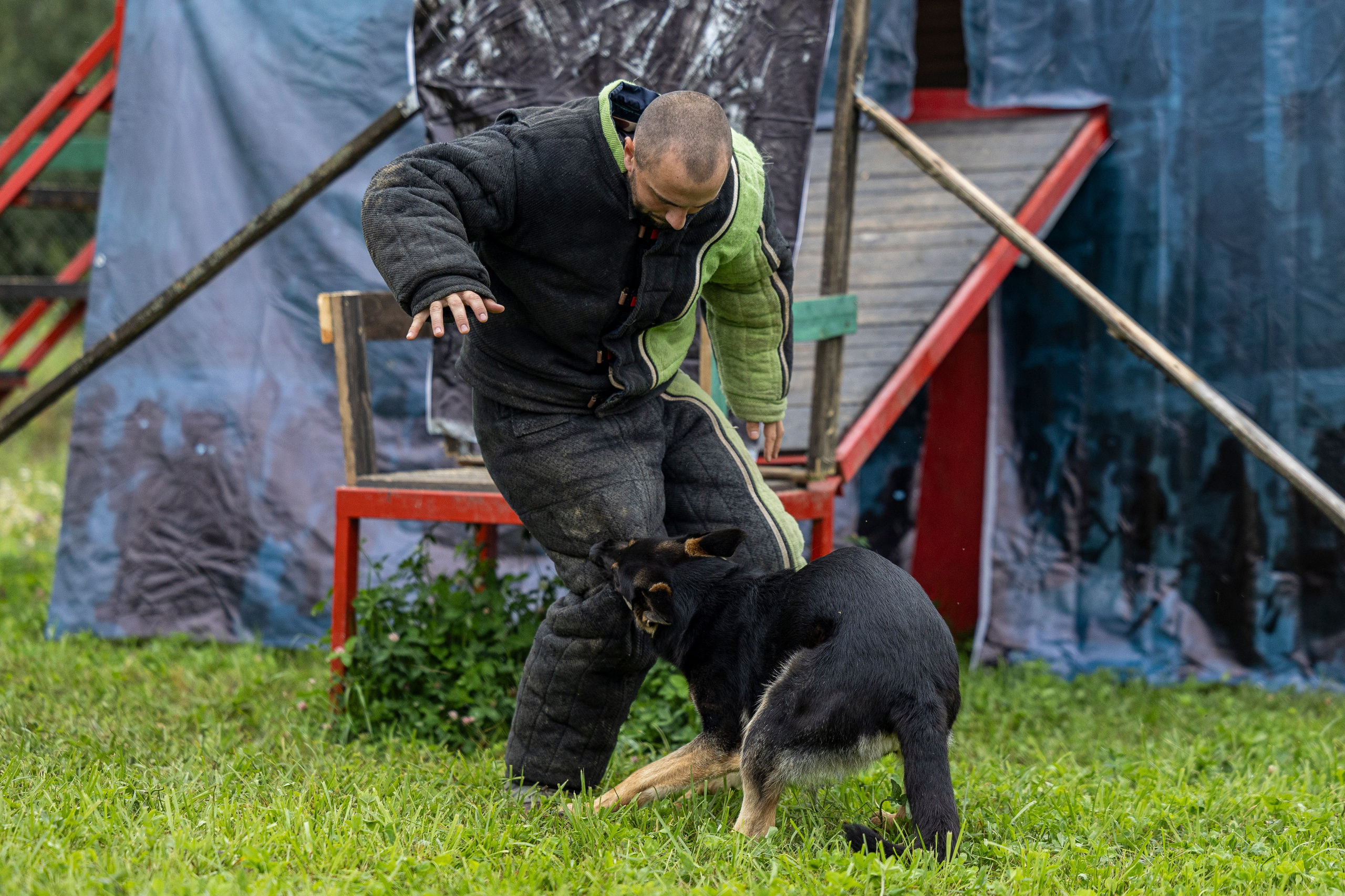 Соревнования по Мондьорингу г. Вологда 10-11.08.2024. Фотограф-анималист Анна Маринич