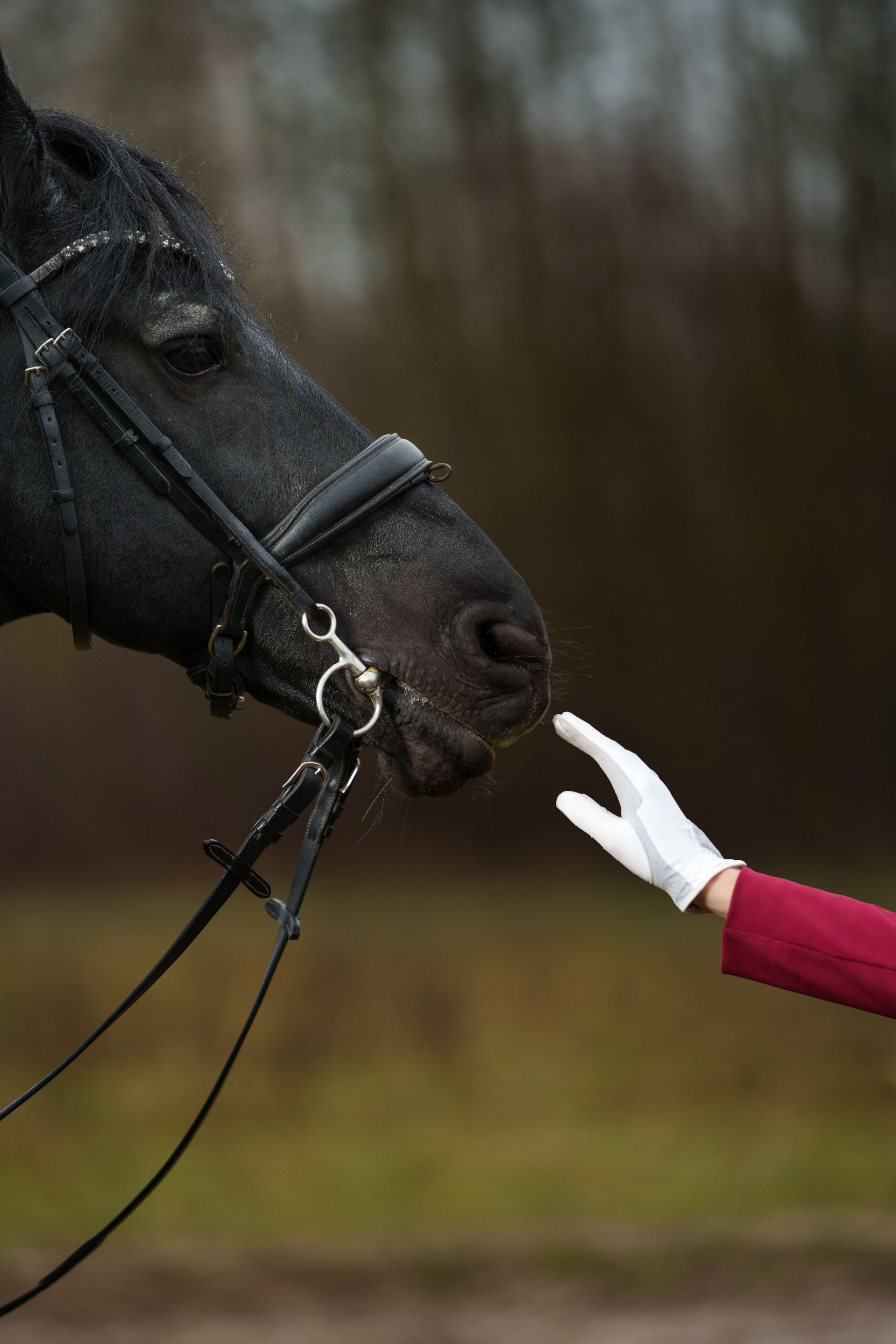 Фотосессия с животными. Профессиональное решение для частных лиц и бизнеса
