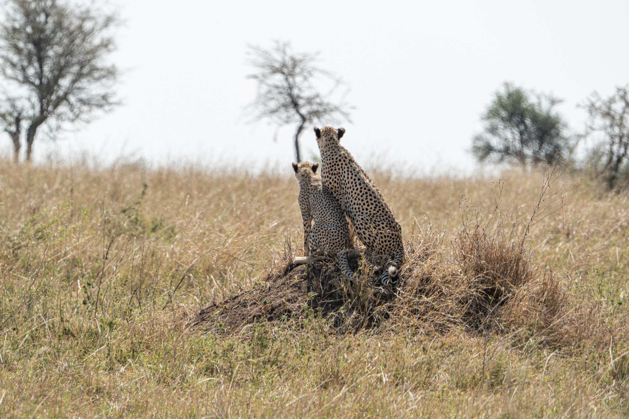 Танзания, сафари, 2025. Творческие сьемки
