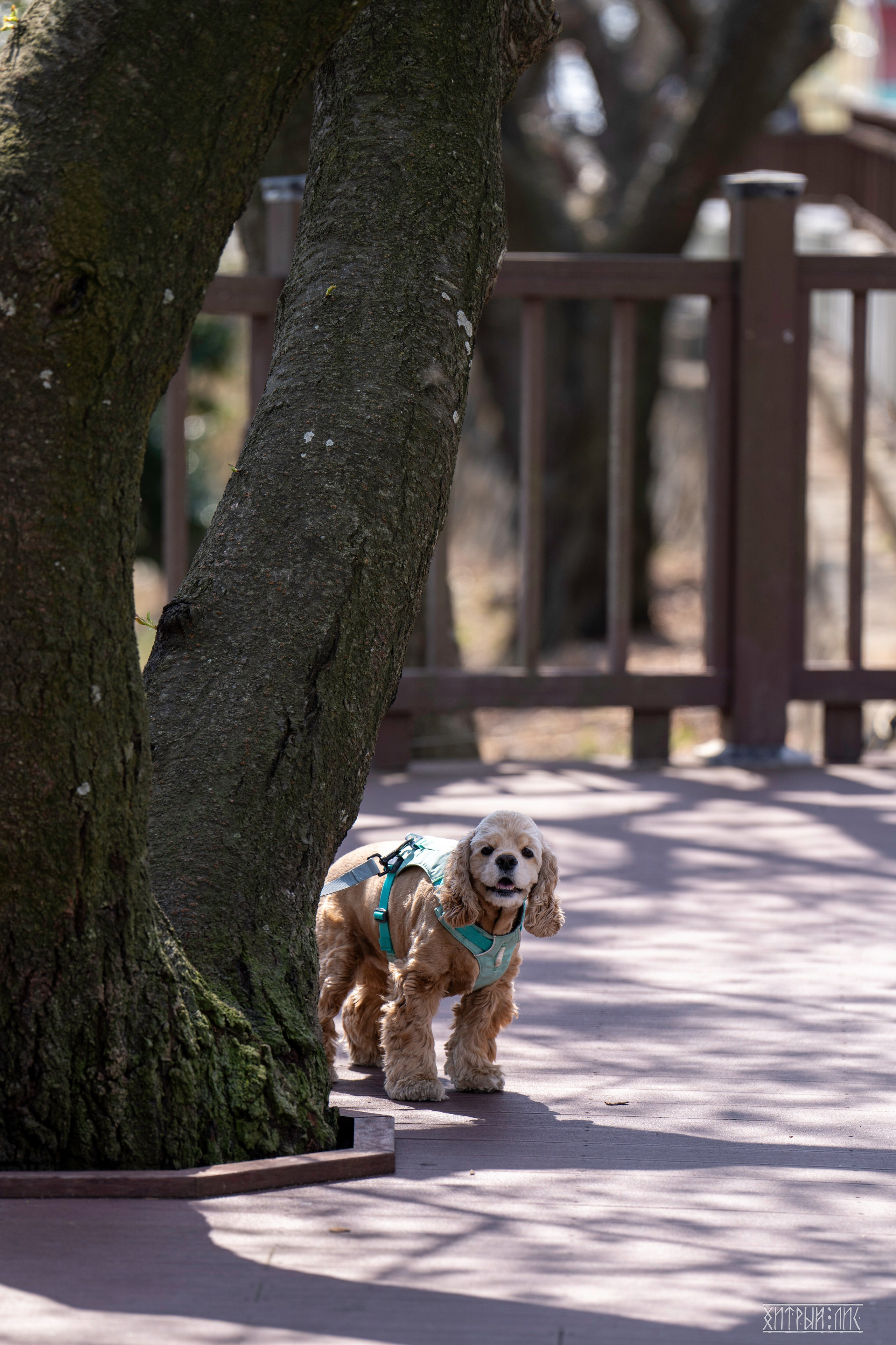 Южная Корея. Фотограф-путешественник Самойлов Максим «Sly Fox»