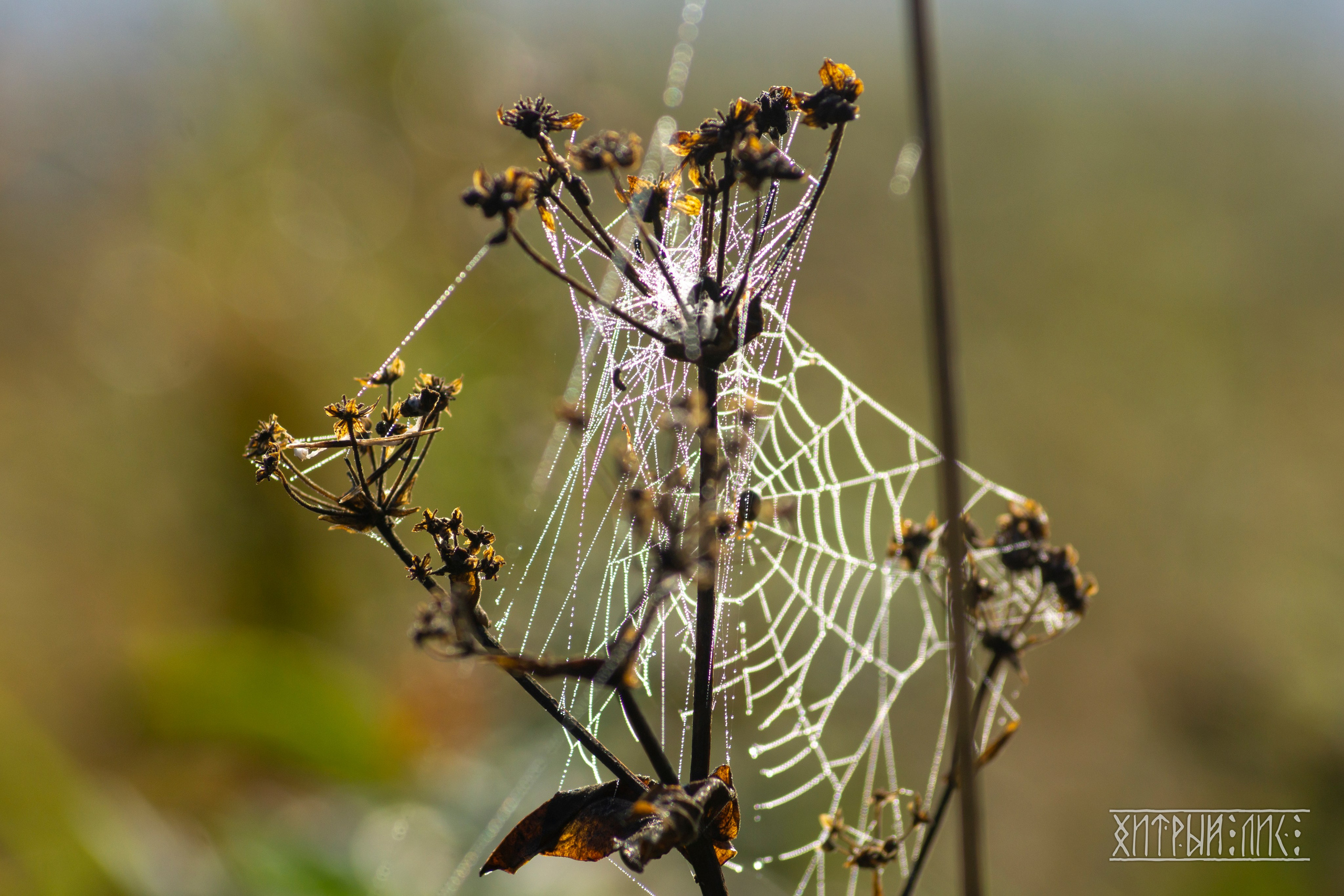 Сахалин. Фотограф-путешественник Самойлов Максим «Sly Fox»
