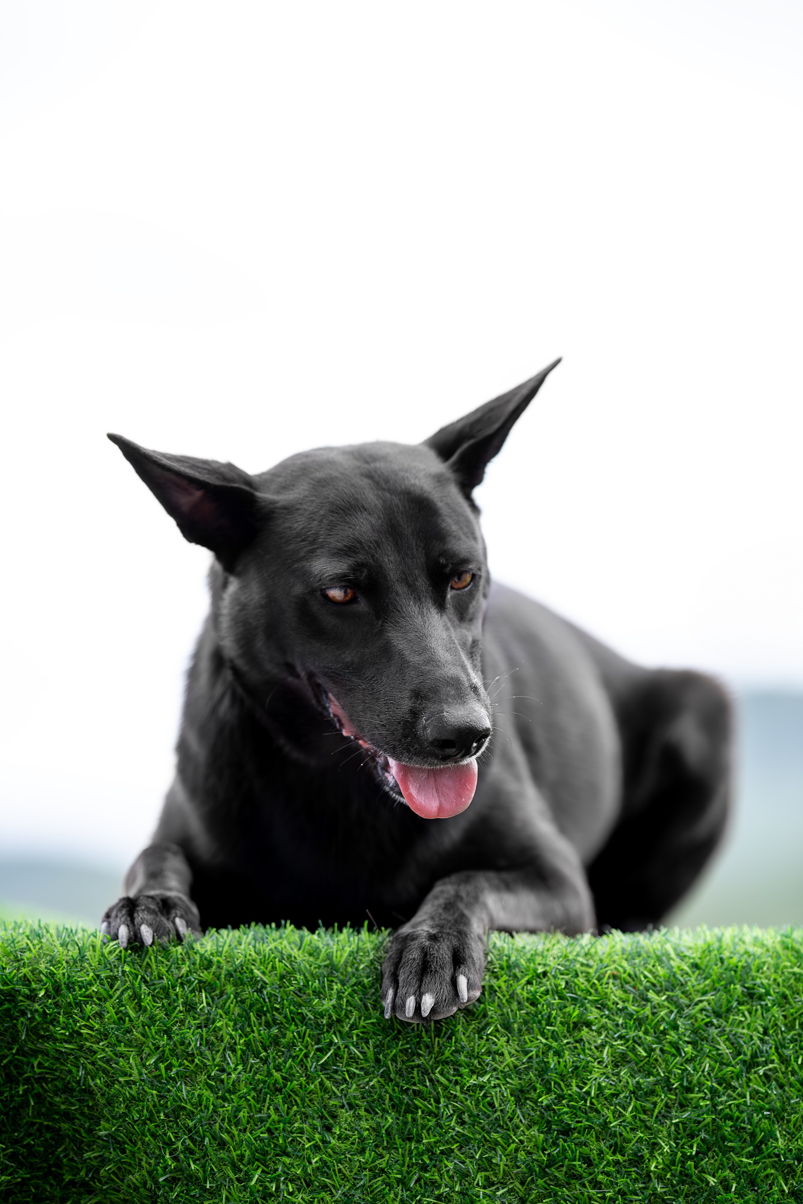 Мини-приют «Возрождение». Ирина Голомб|Фотограф-анималист в  Сочи и Калининграде