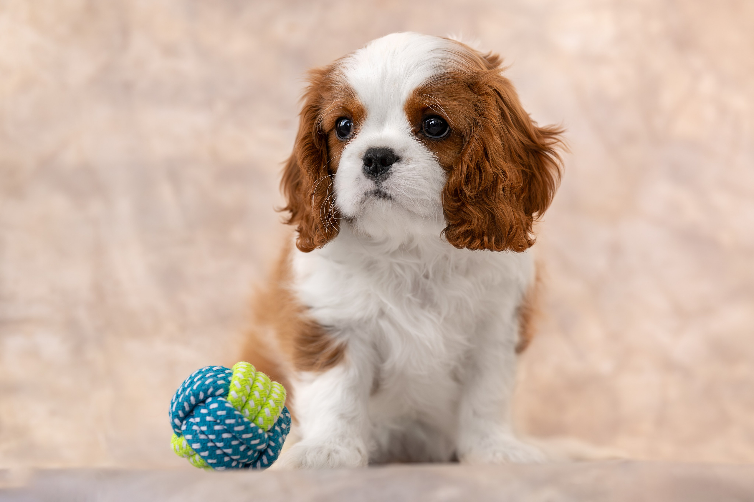 Детки кавалерчики. Ирина Голомб|Фотограф-анималист в  Сочи и Калининграде