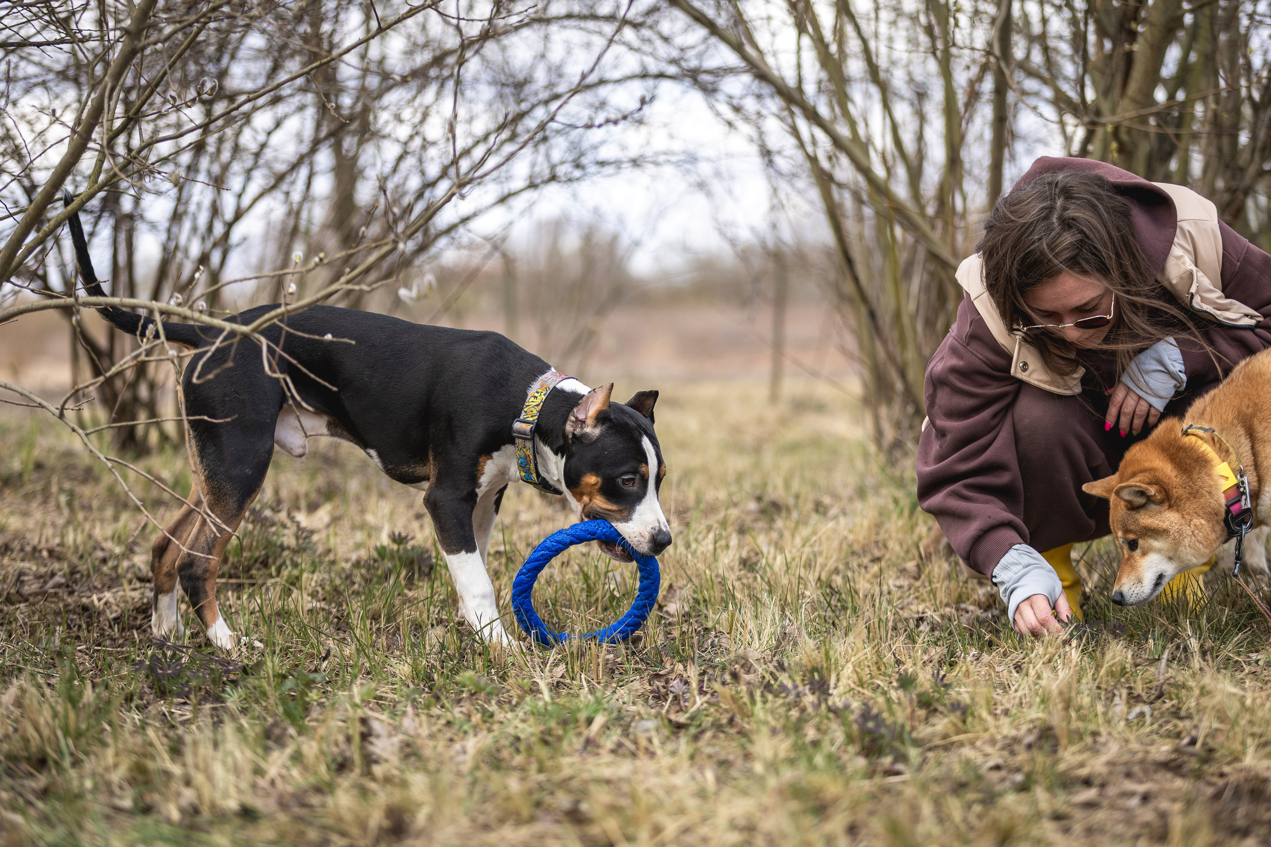 Догтуса 24.03.2024. Ирина Голомб|Фотограф-анималист в  Сочи и Калининграде
