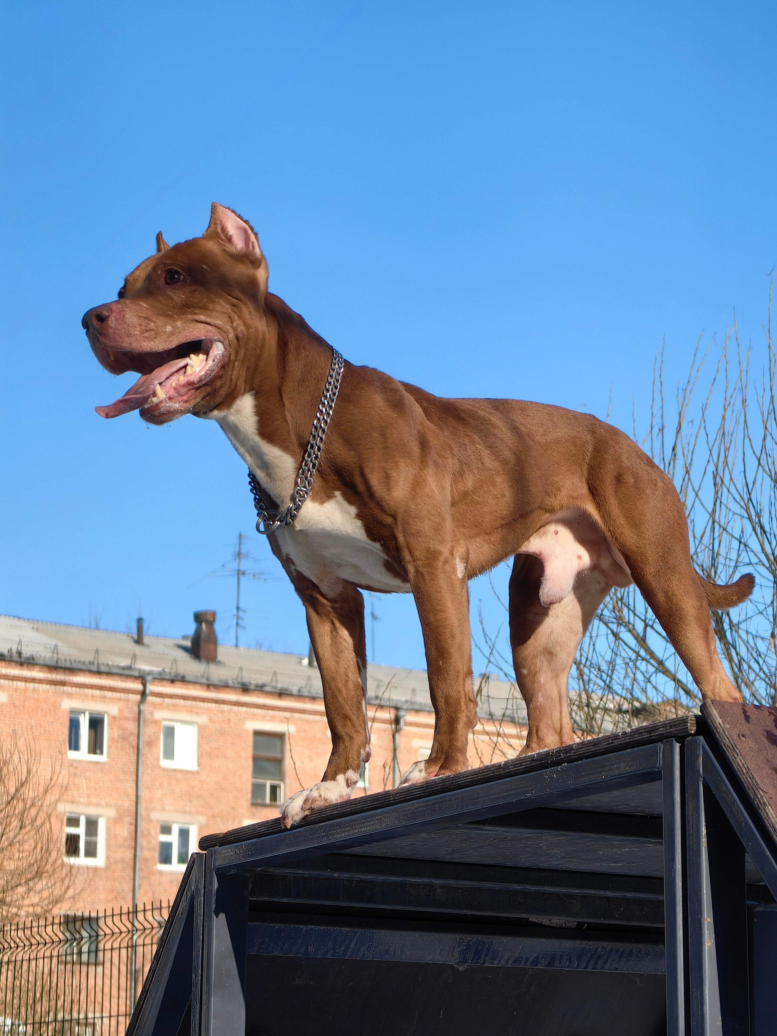 Любимые хвостики