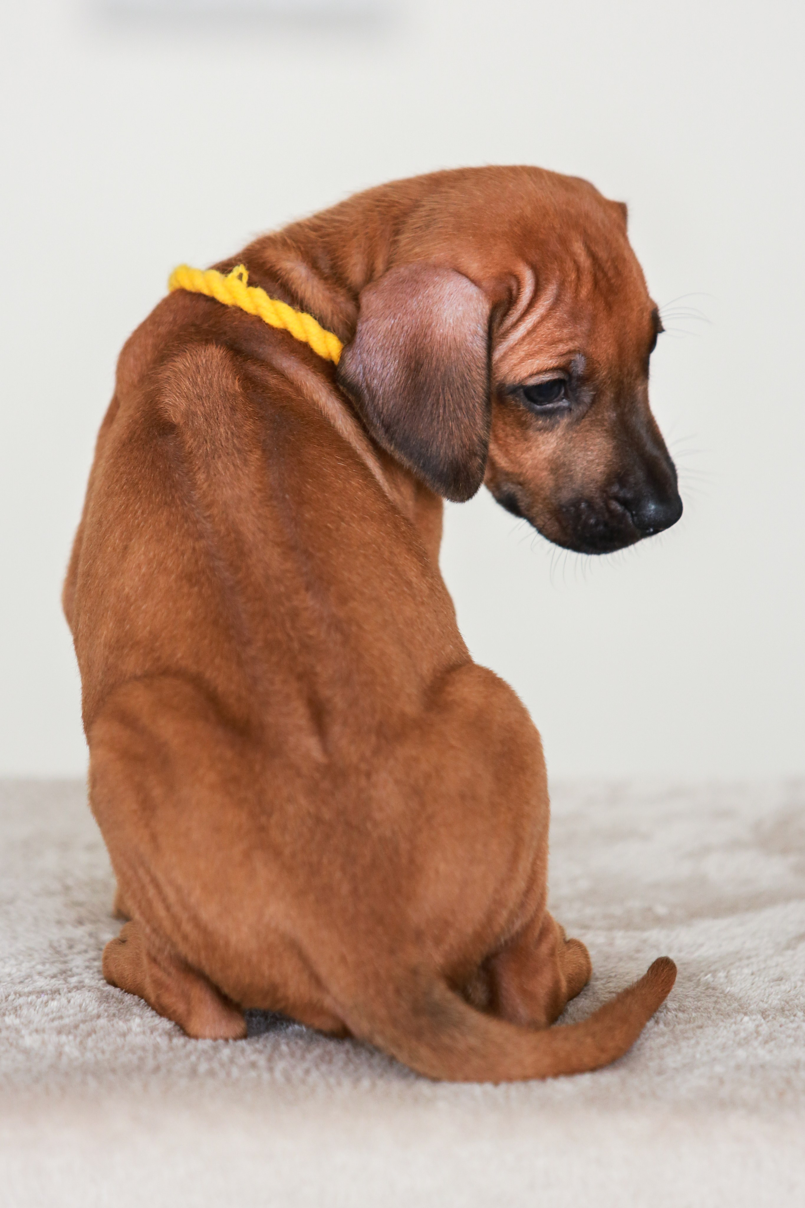 Щенки. Семейный и детский фотограф в Москве Мария Быкова