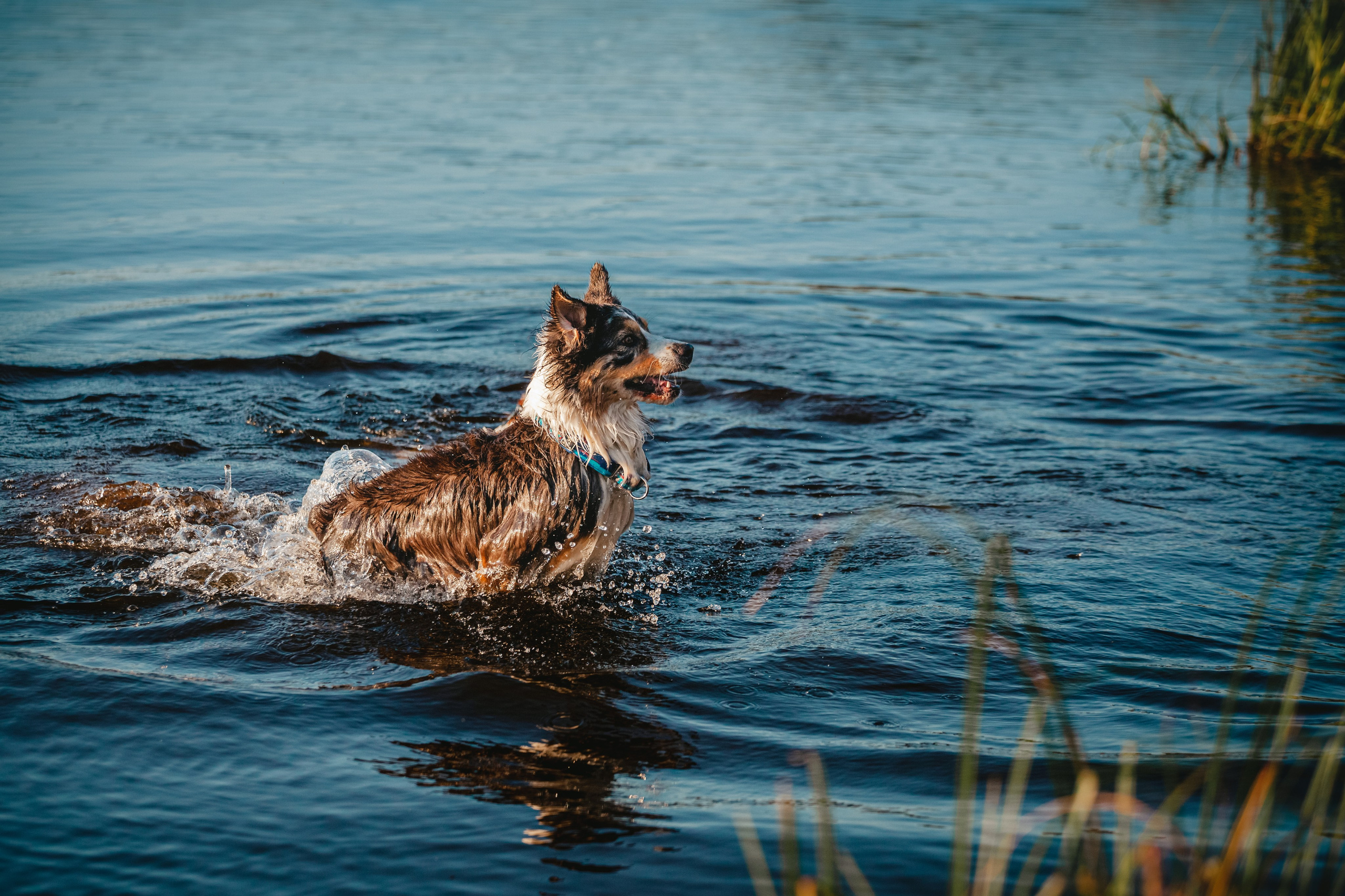 Фотопрогулка в Ленобласти. Фотограф-анималист Татьяна Степанова