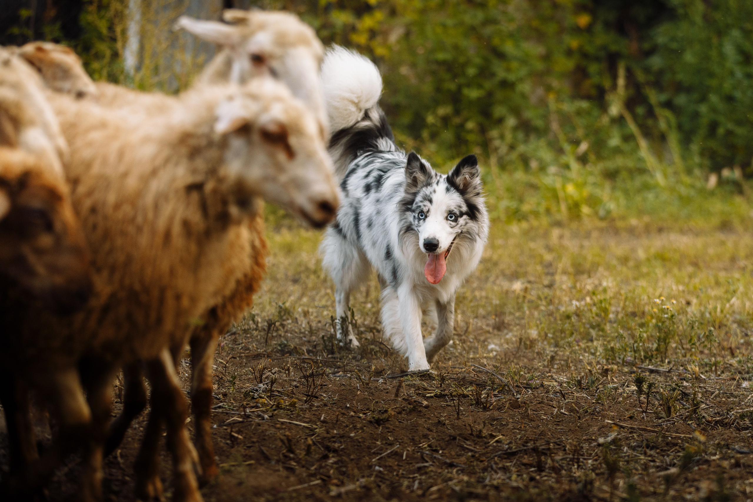 Овечий день. О нас