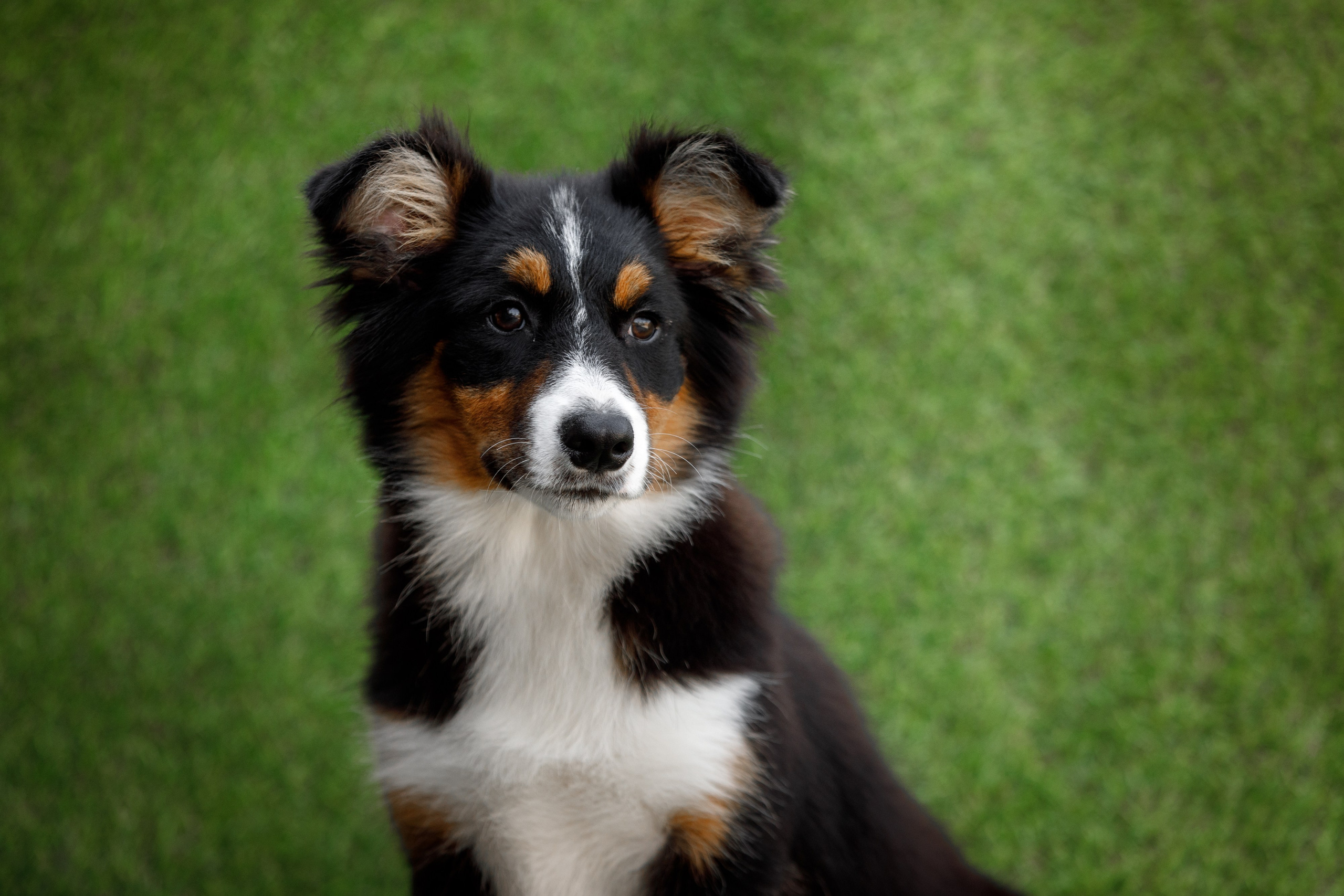 Смешарики. О нас