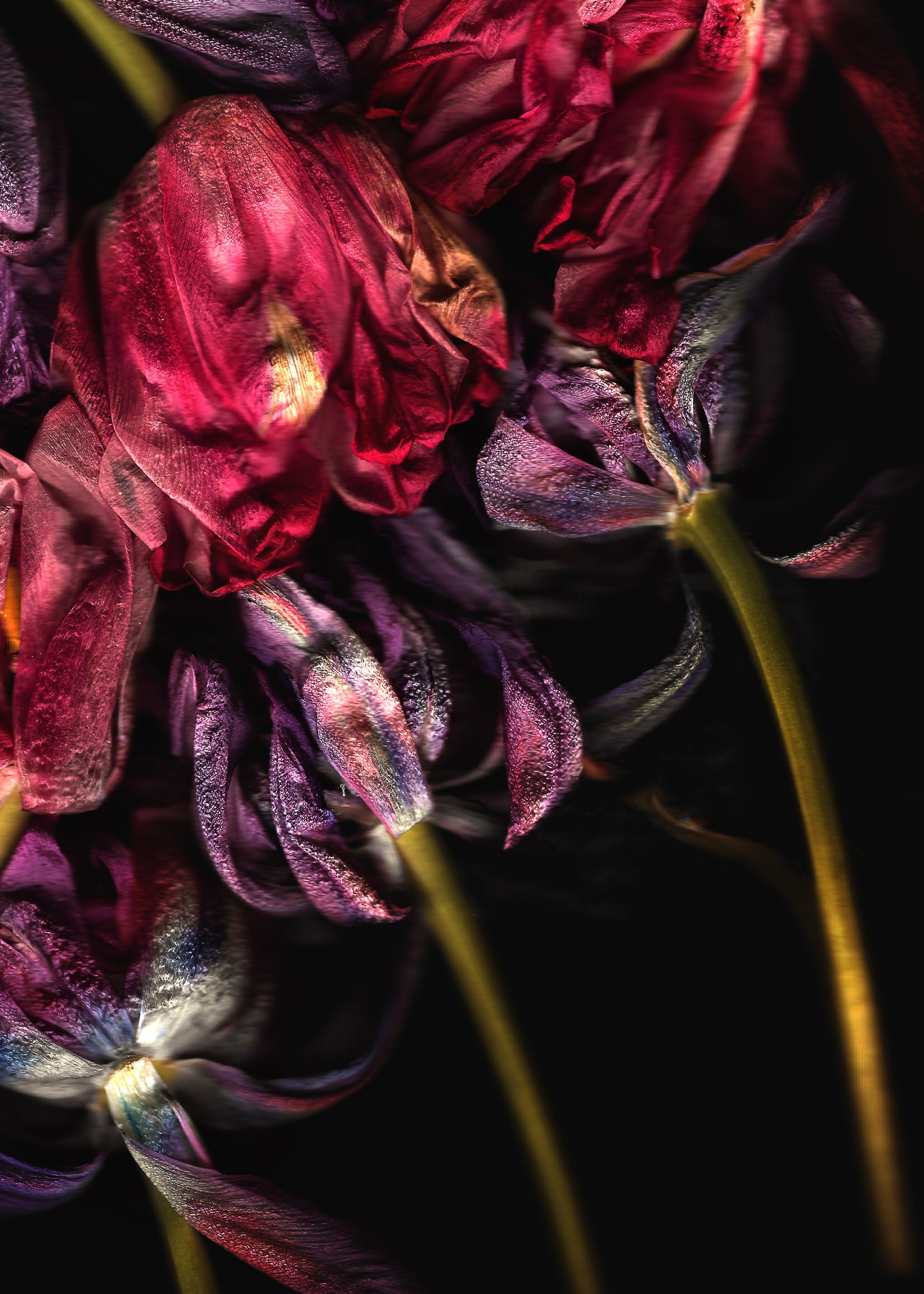 Серия „Тюльпаны“. Детский и семейный фотограф Зоя Павкина