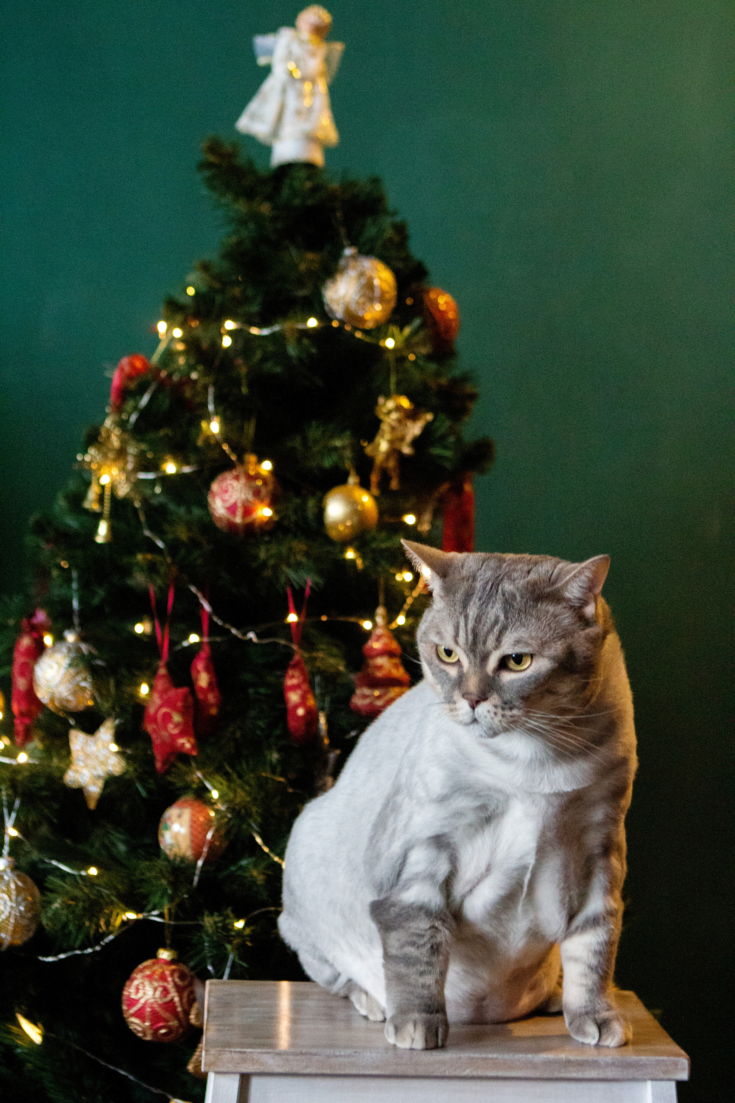 Новогодняя история Наташи, Жени и кота Босса