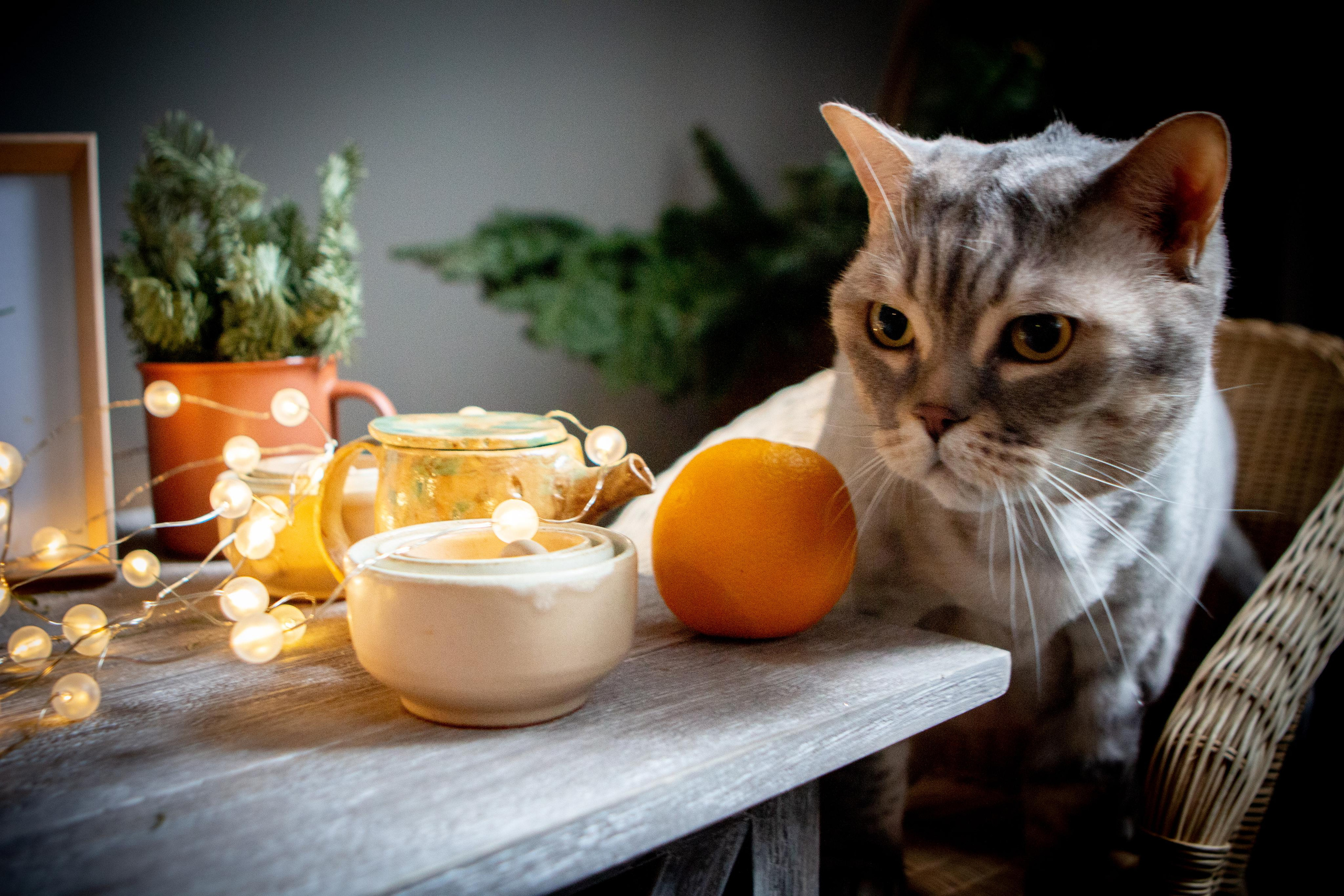 Новогодняя история Наташи, Жени и кота Босса