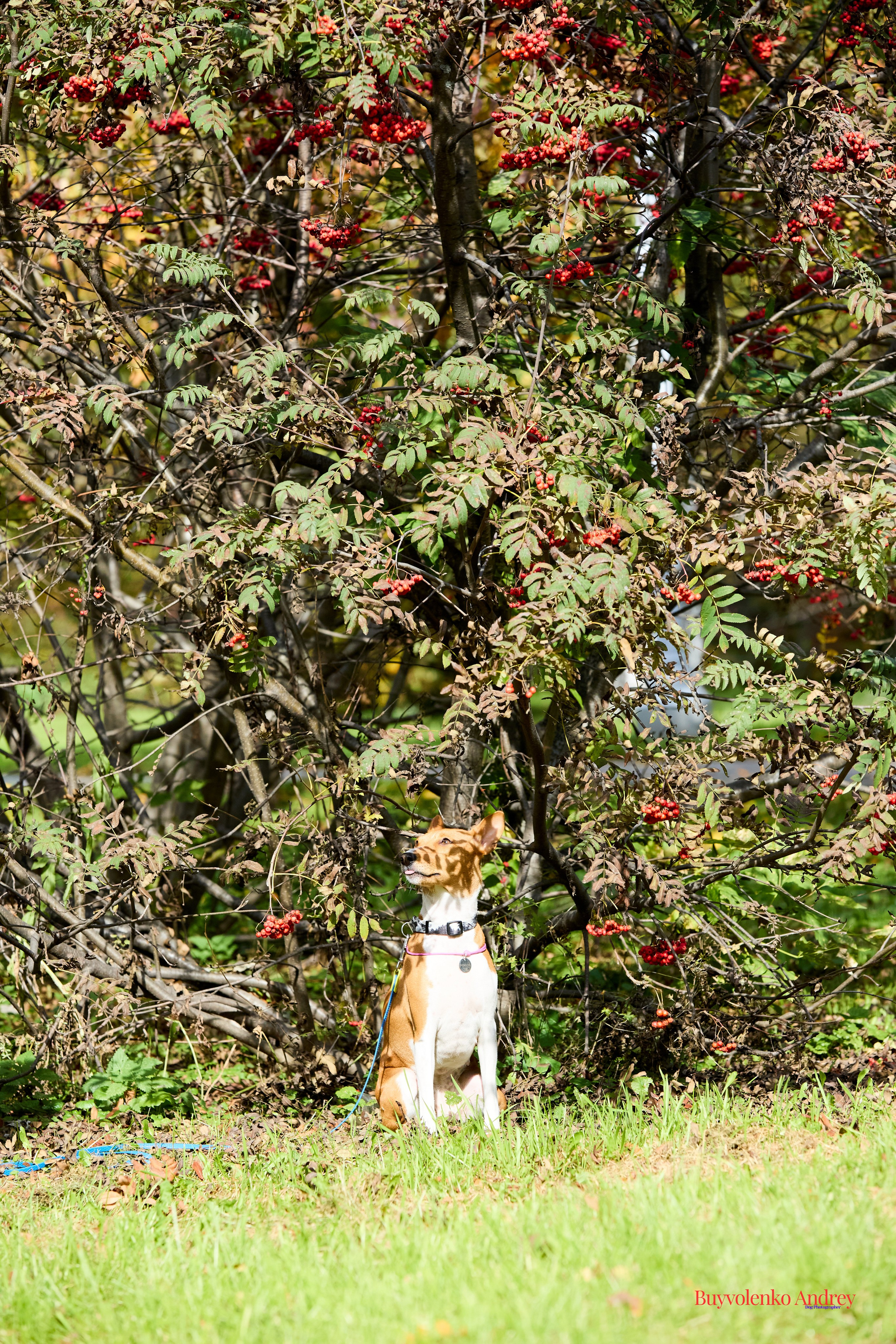 Басенджи и Аусси 21.09.2025. Buyvolenko Andrey