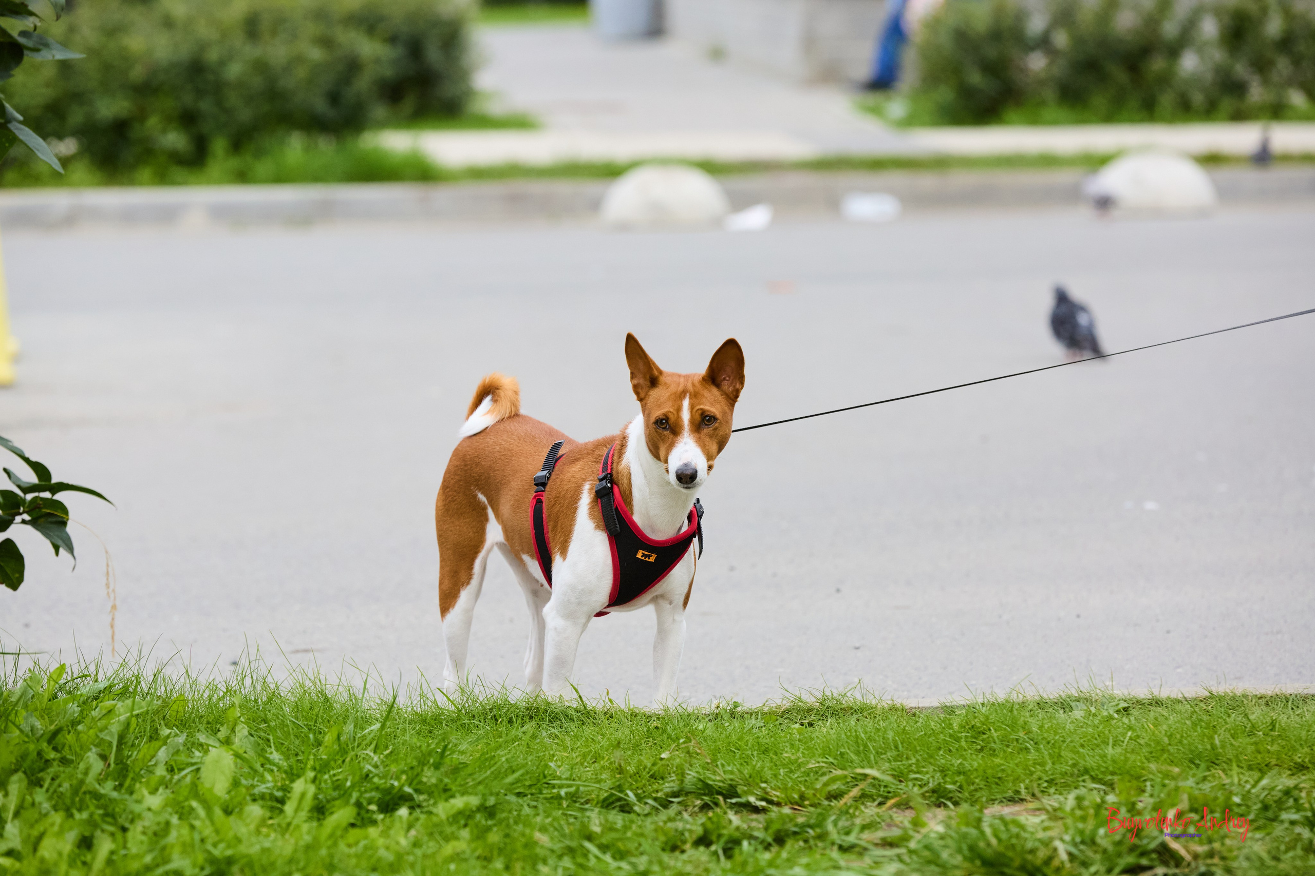 Проект фотопрогулка с хвостиком. Buyvolenko Andrey