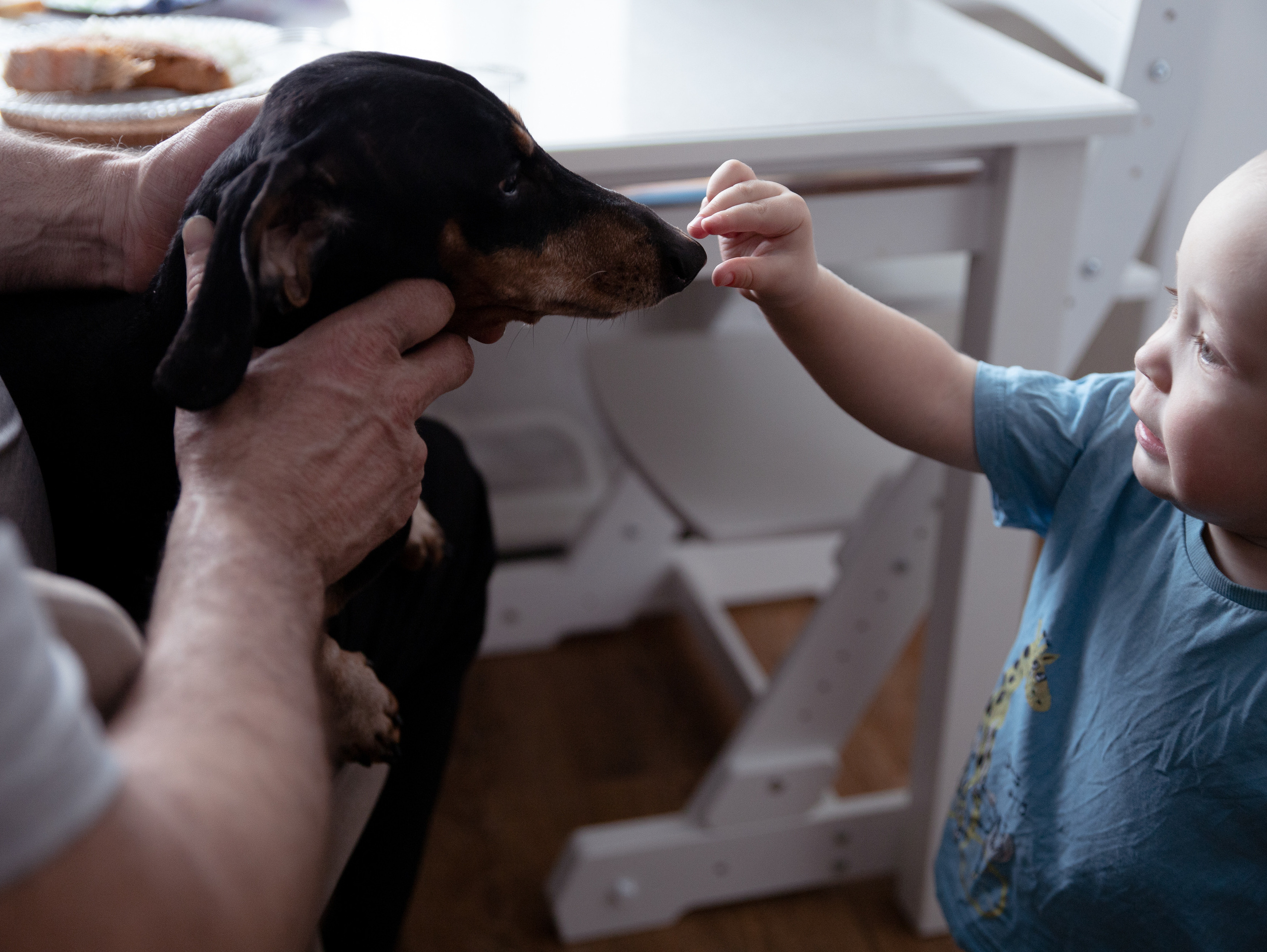 Лев. Фотограф в СПб и ЛО Татьяна Кучерова