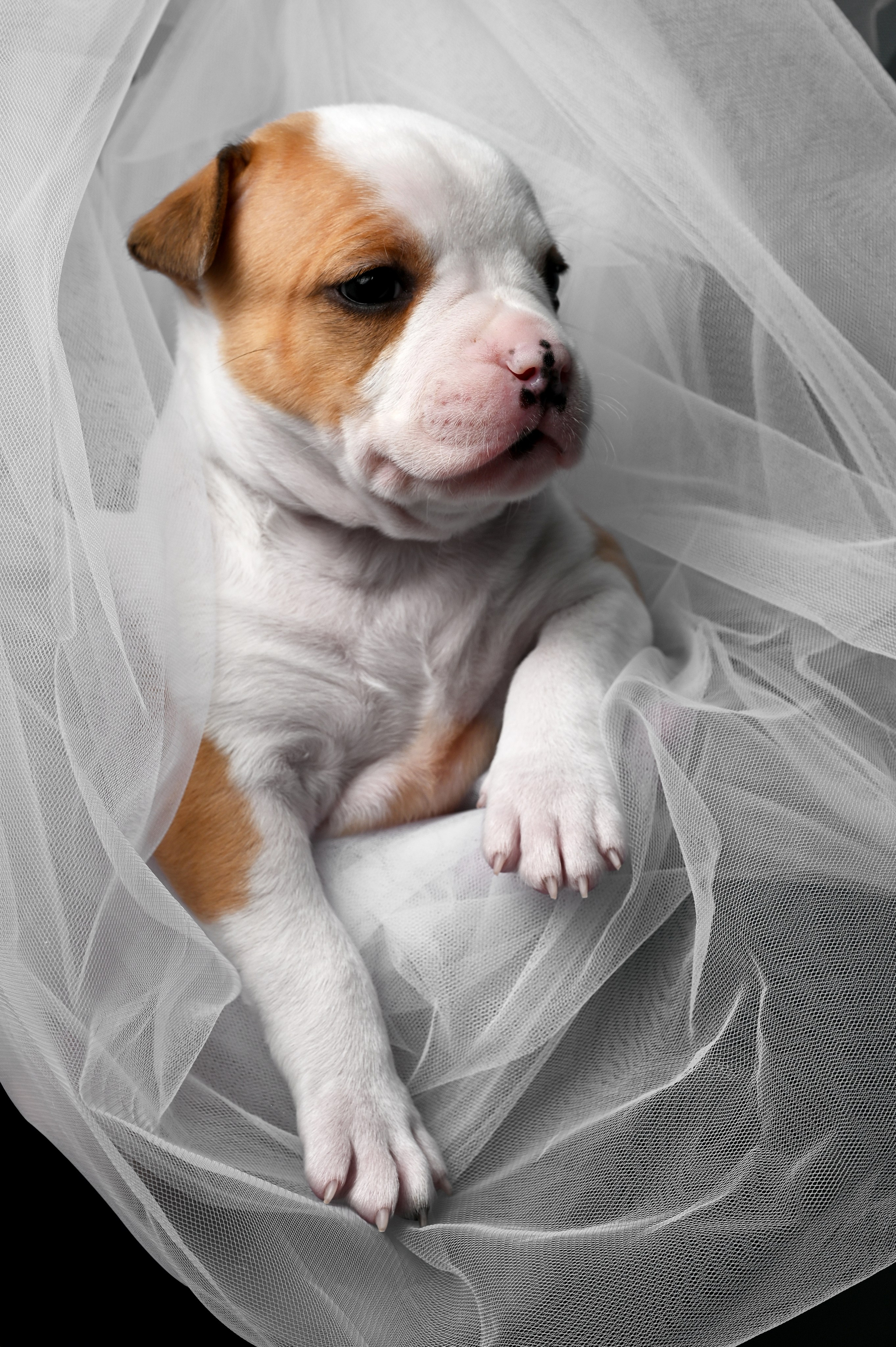 Фотосессия собак, щенков,. Предметная фото и видеосъемка в Саратове| Профессиональный фотограф