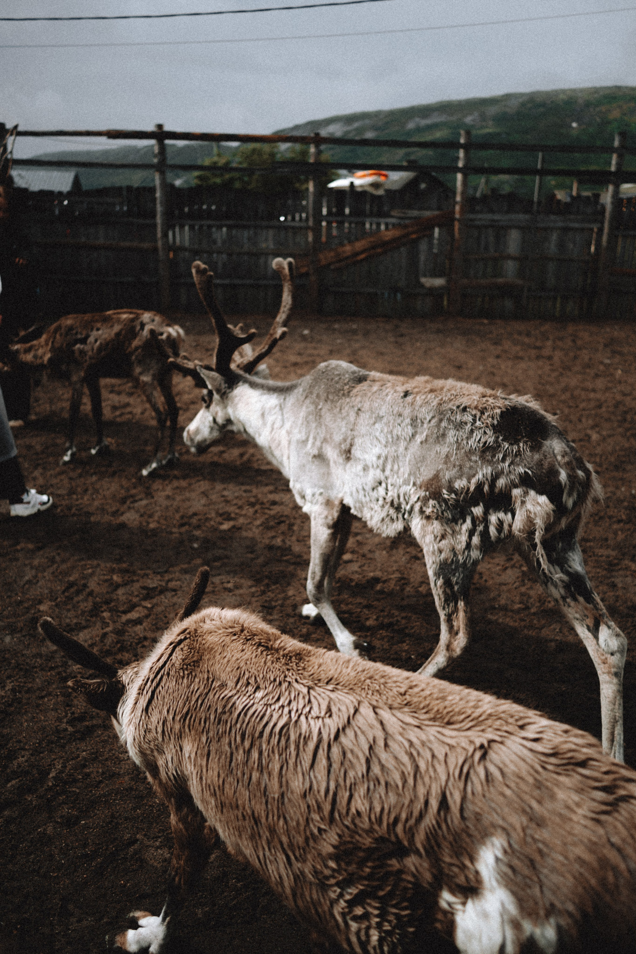 Териберка, Мурманск. Фотосъёмка для компании по организации туров в коллаборации с Яндекс 360
