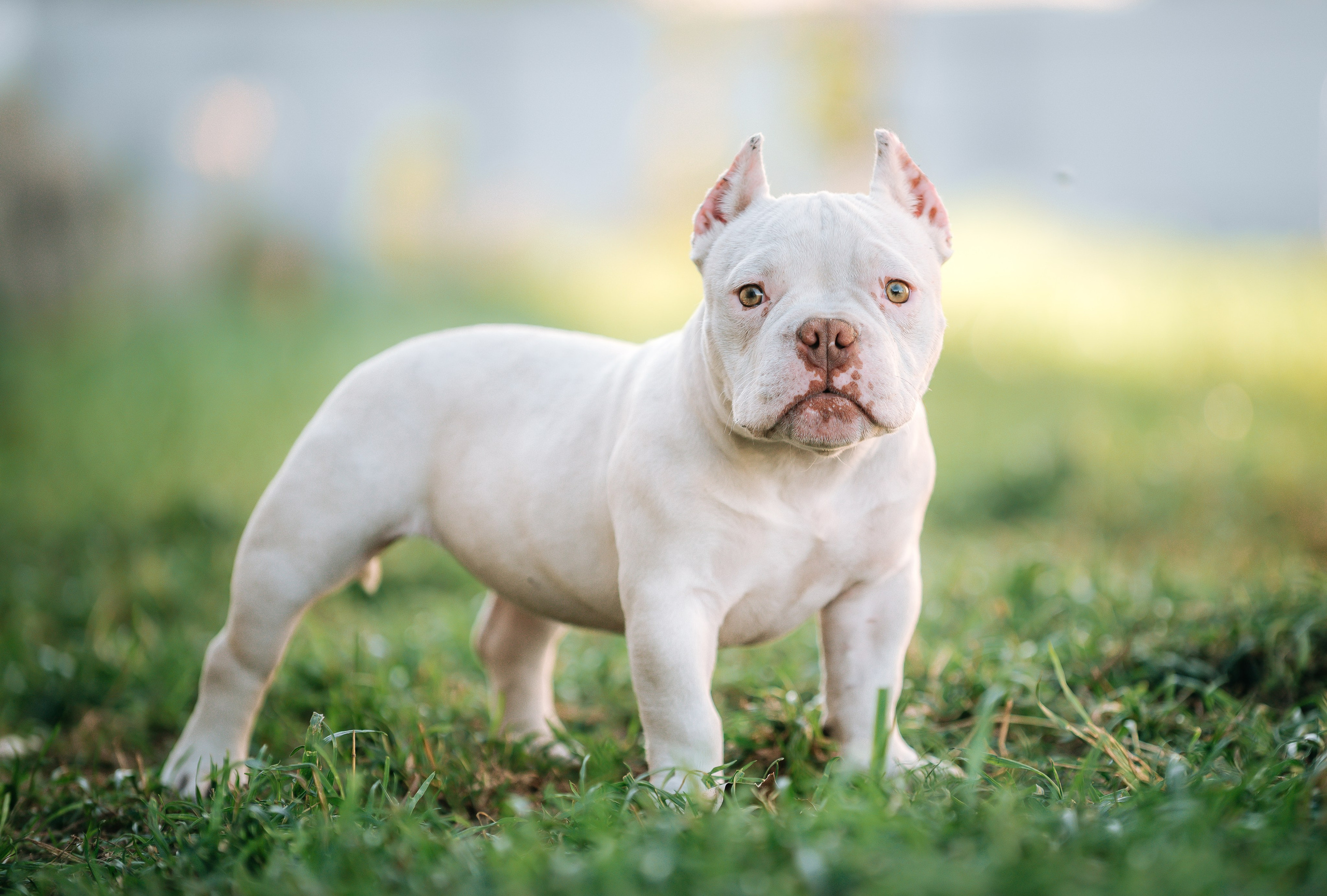 Американский булли щенки. Главная