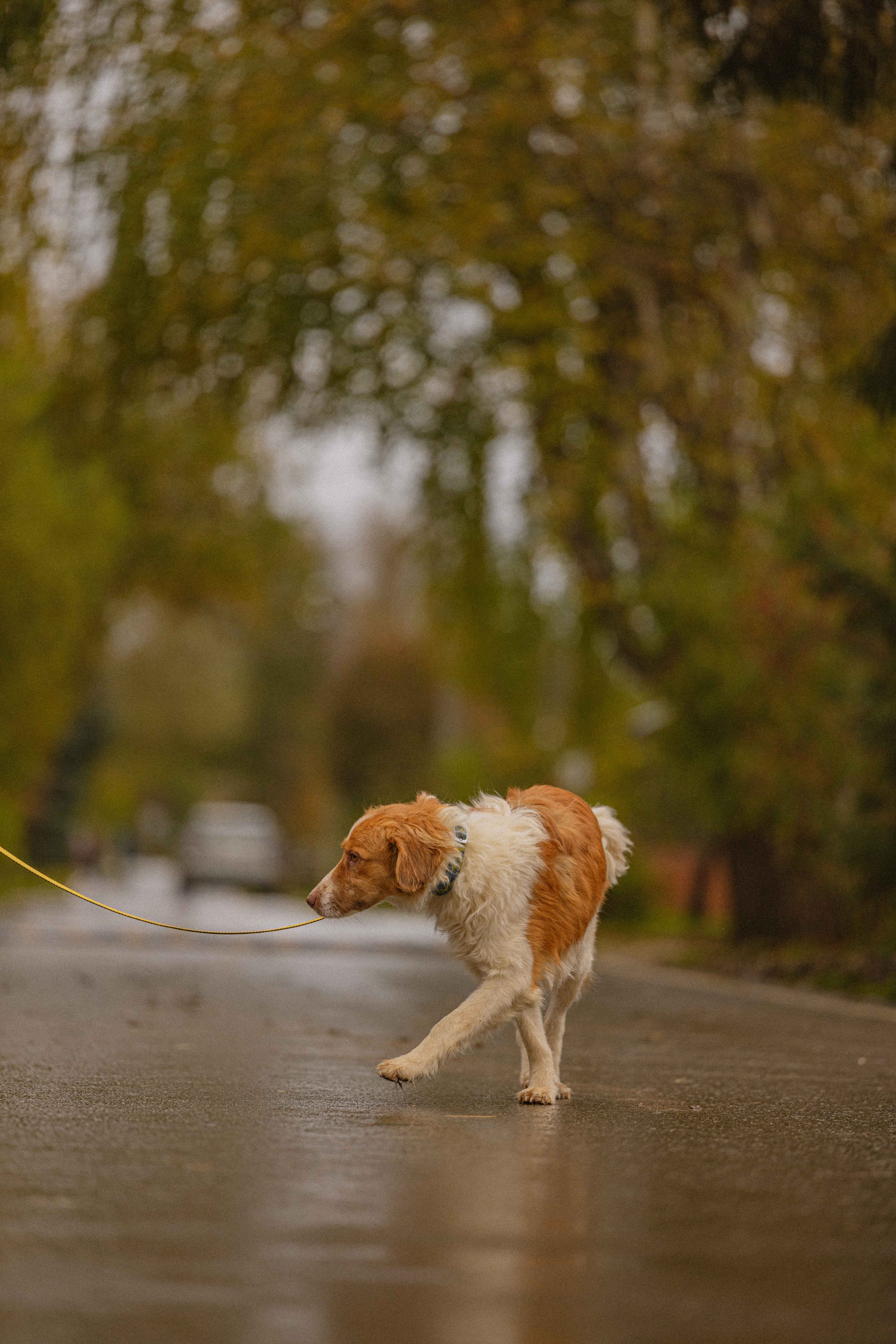 Передержка. Фотограф-анималист в Москве Лера Черноног