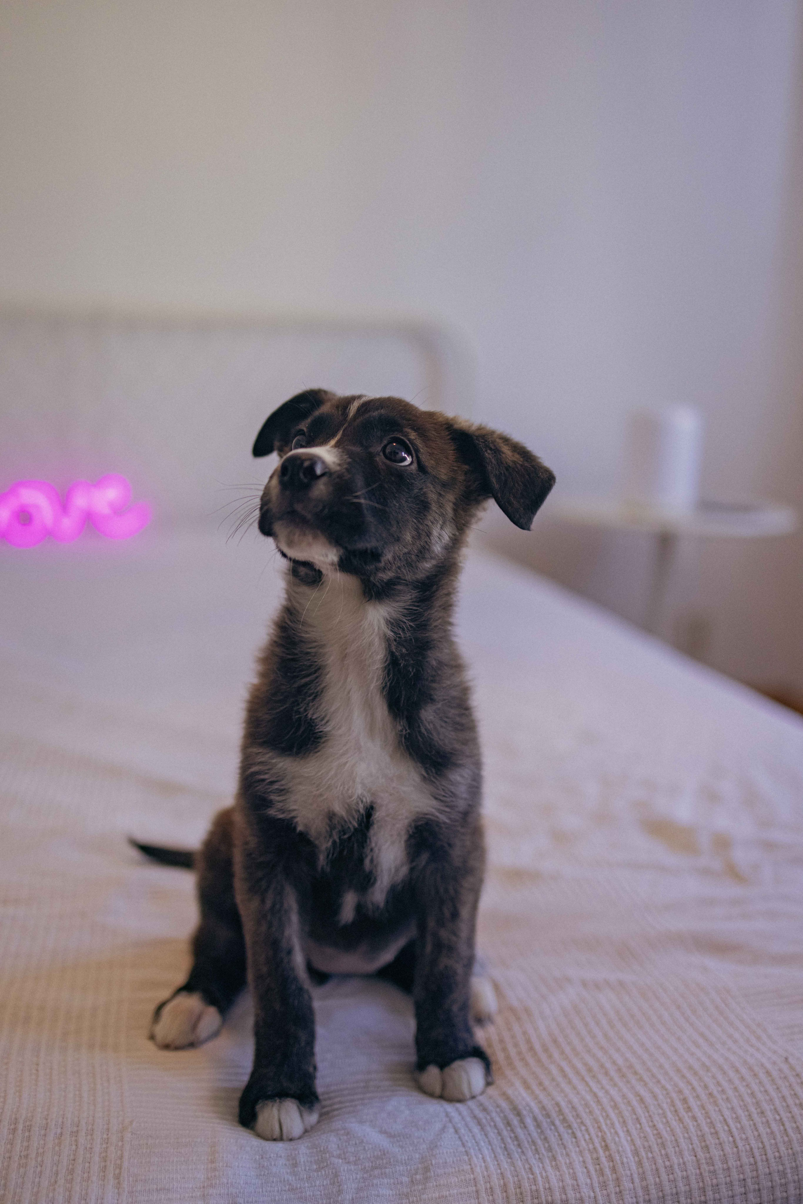 Гайка. Фотограф-анималист в Москве Лера Черноног