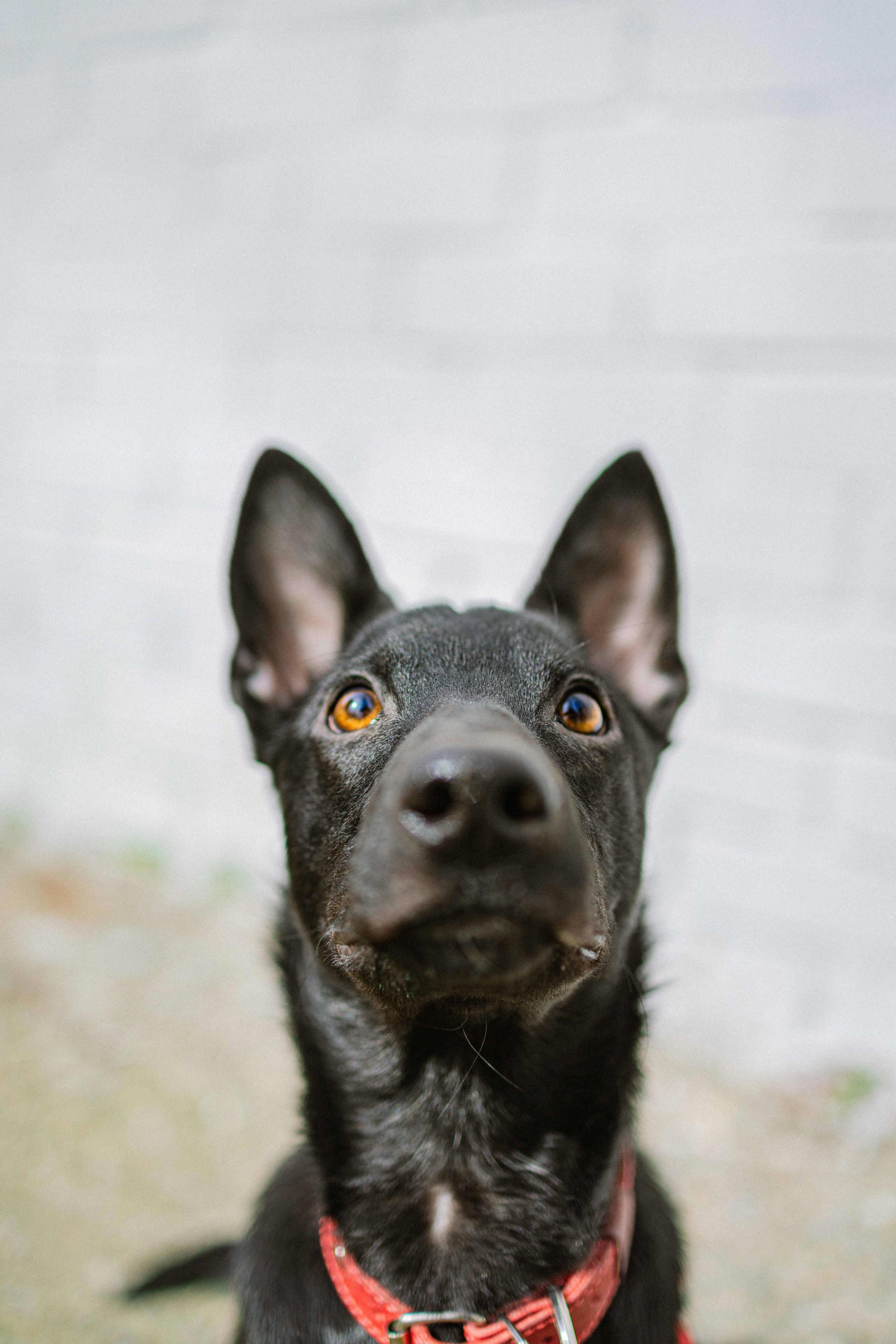 Булька. Фотограф-анималист в Москве Лера Черноног