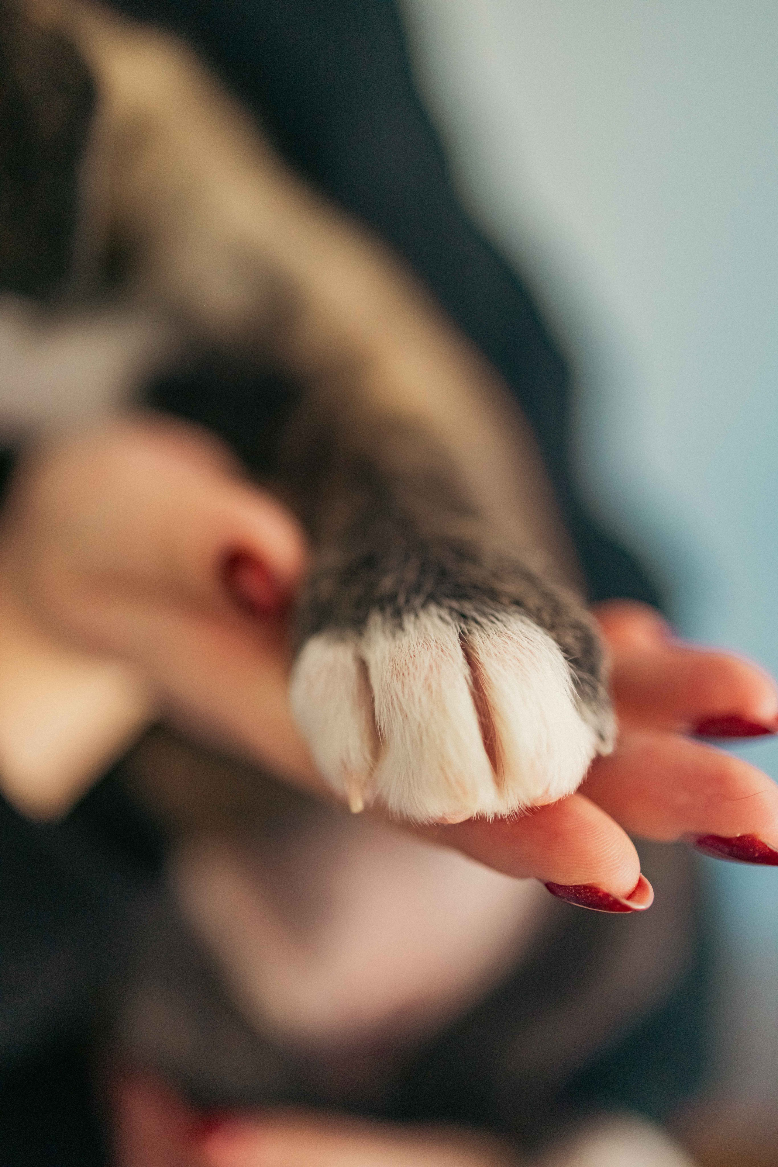 Гайка. Фотограф-анималист в Москве Лера Черноног