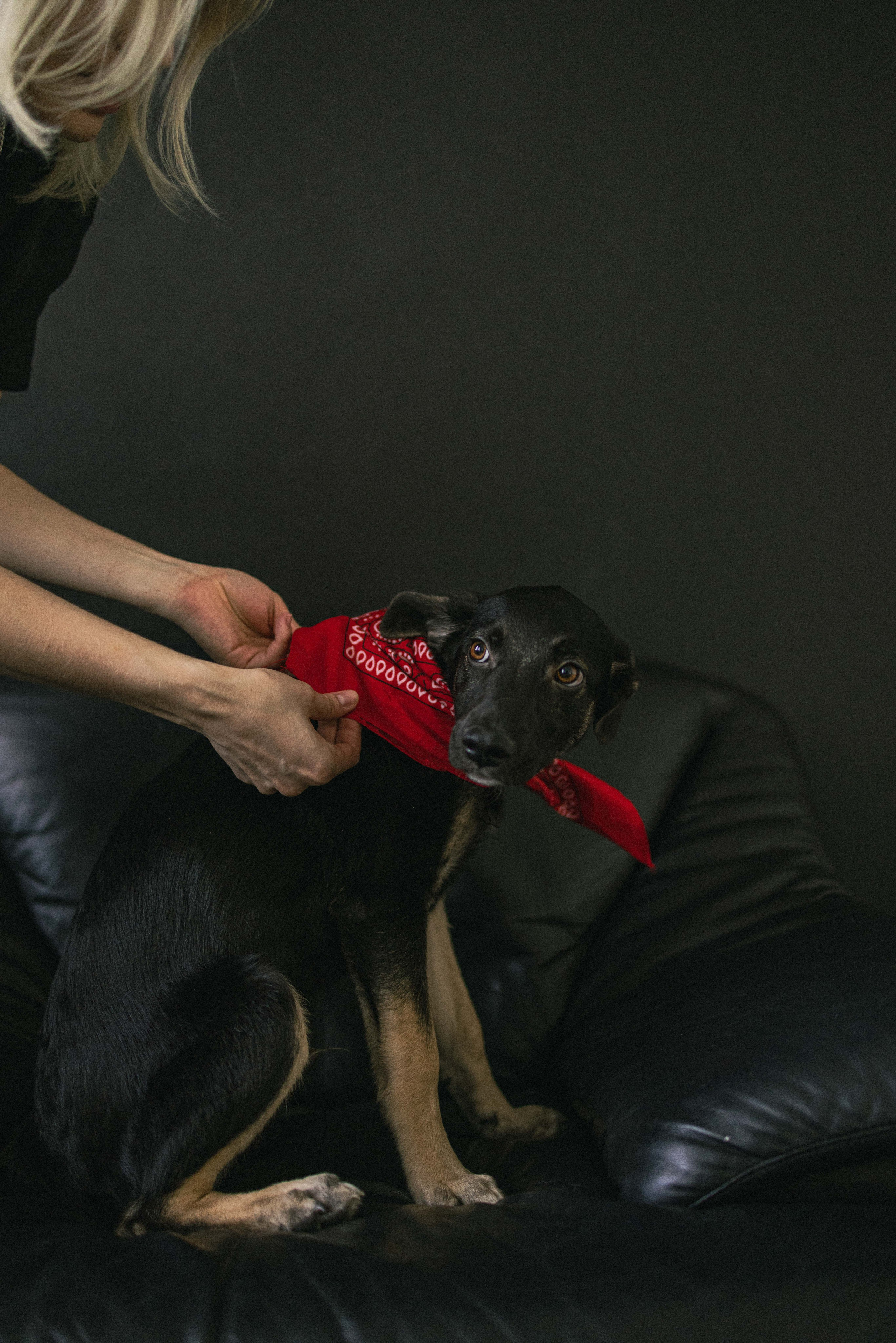 Крис и Тэдди. Фотограф-анималист в Москве Лера Черноног
