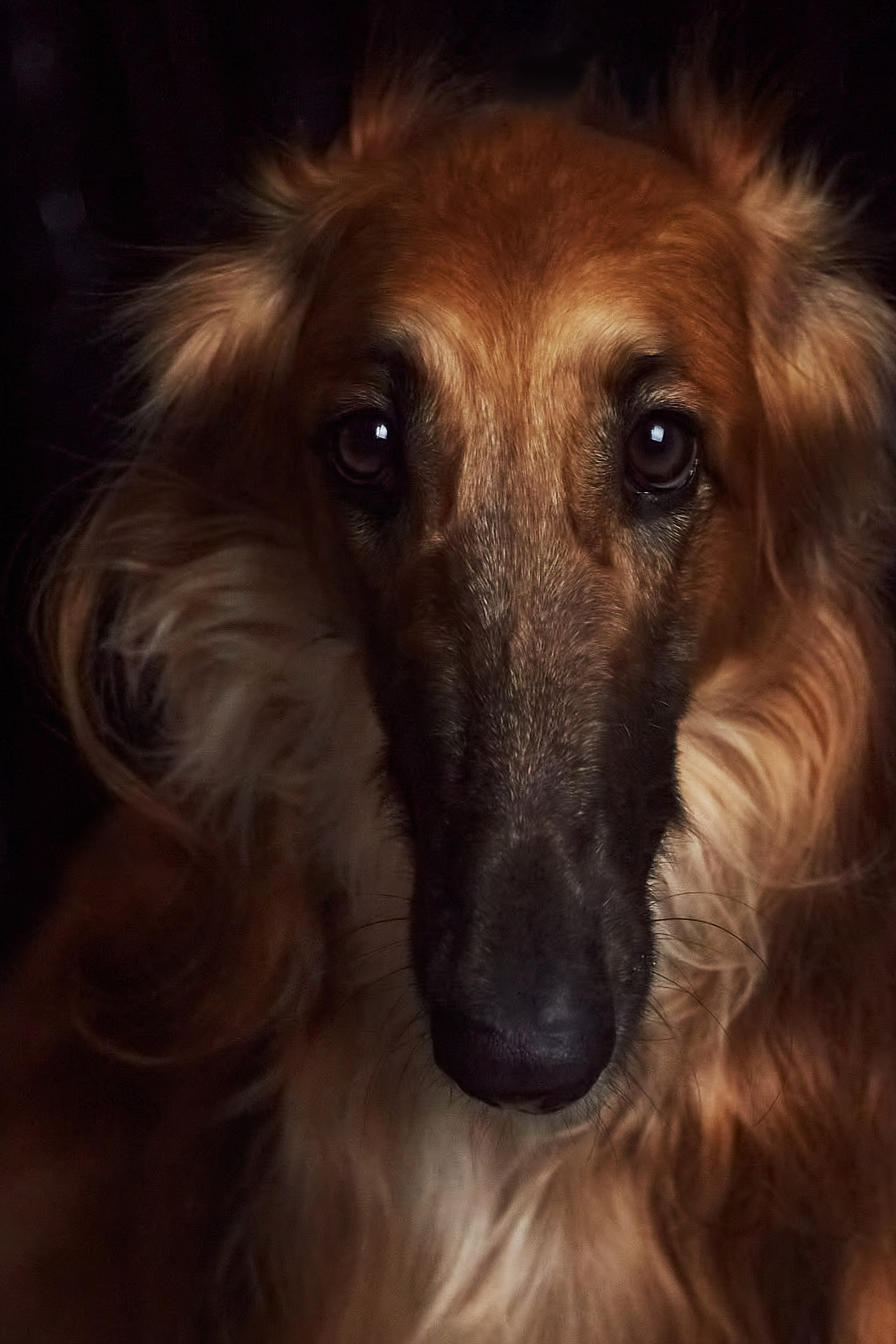 Фотосессия с животными. Фотограф анималист — Тула, Москва