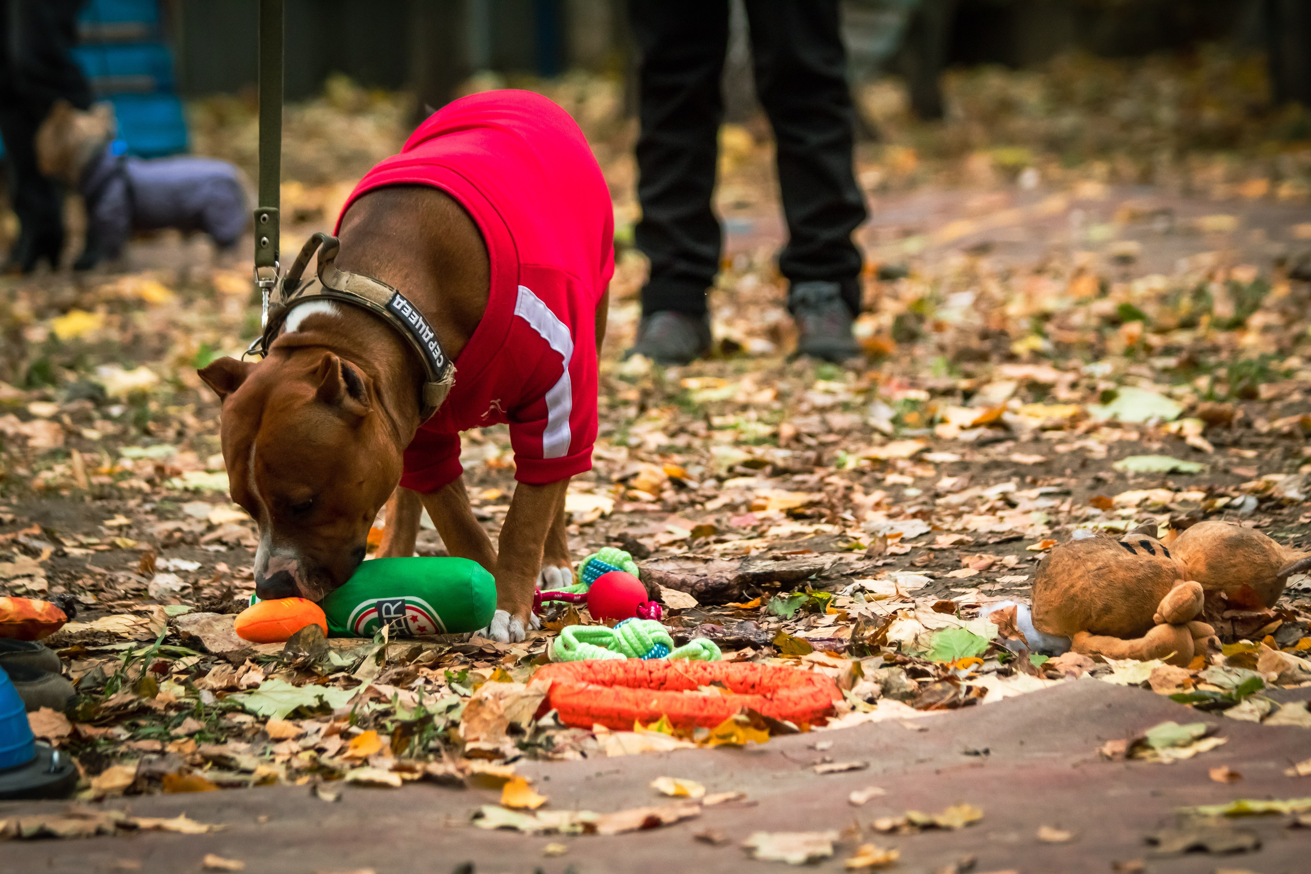 Костюмированный парад собак. Фотограф анималист — Тула, Москва