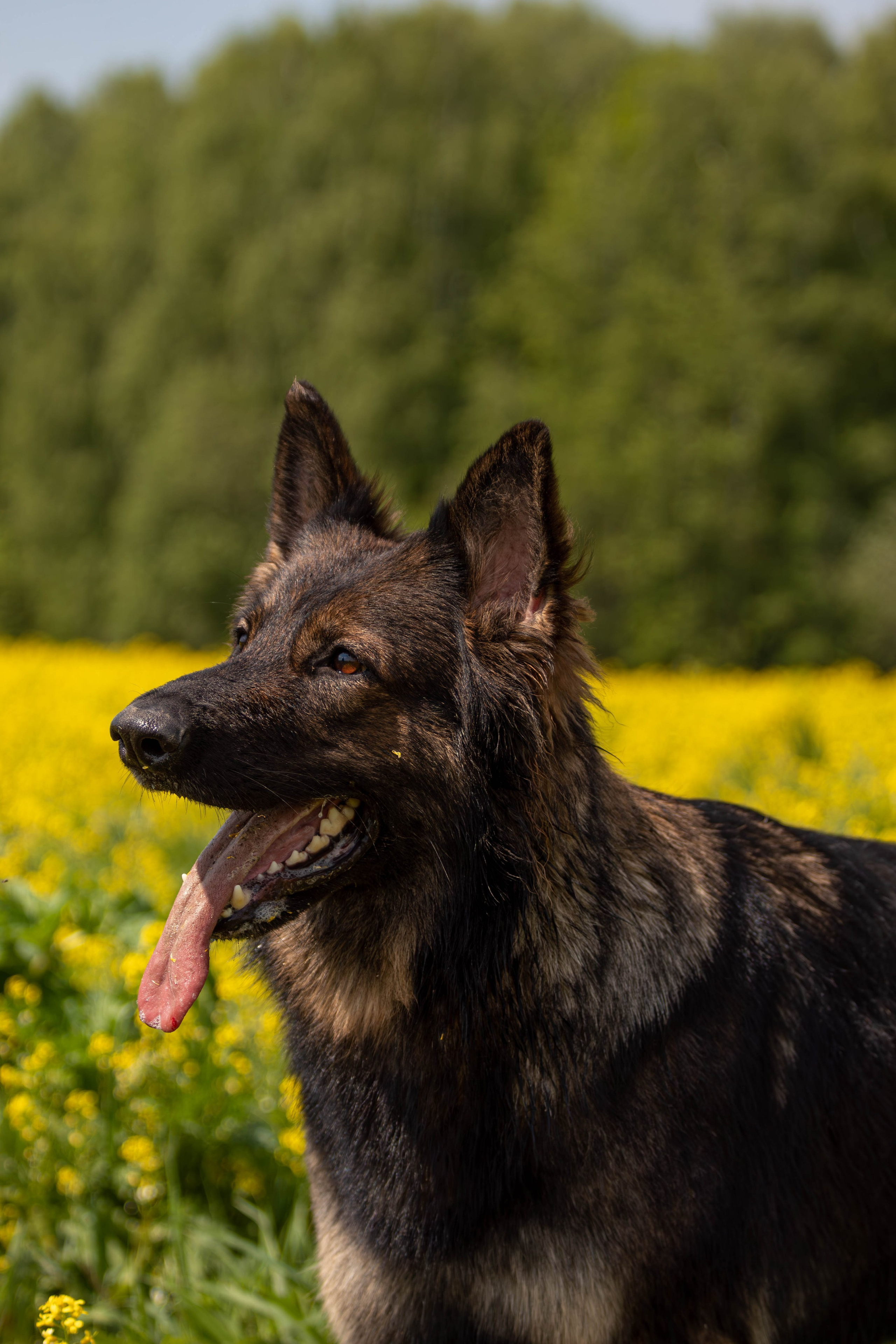 Фотосессия с животными. Фотограф анималист — Тула, Москва