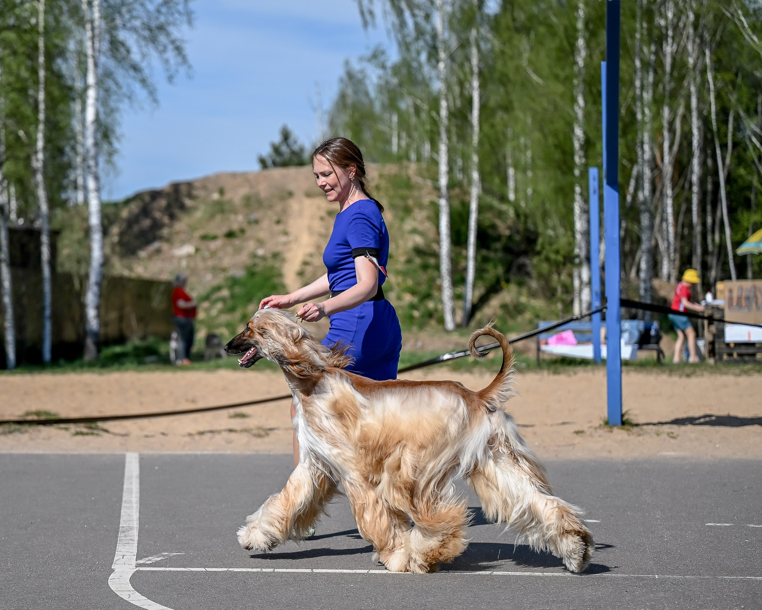 03.05 Альба Росс. Галерея фотографий афганской борзой